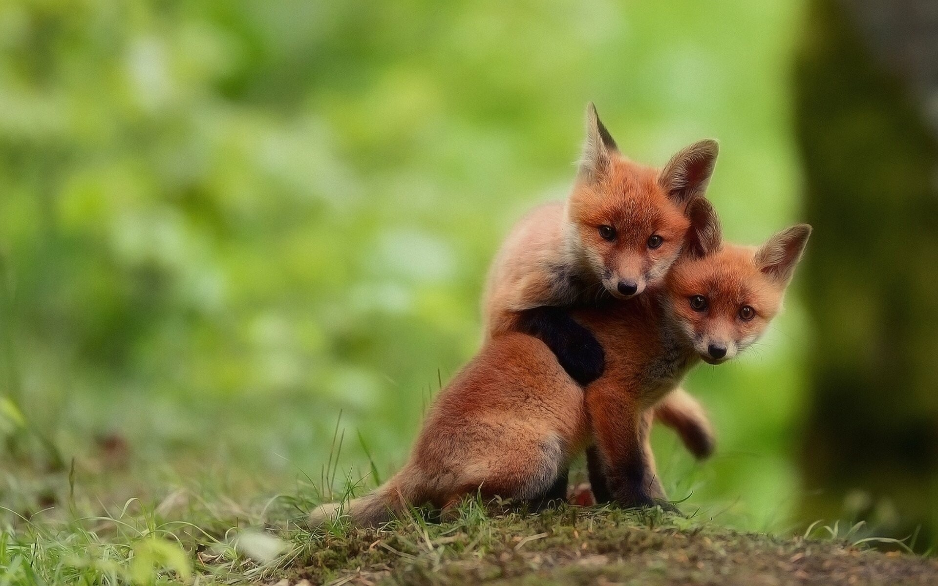 Pups, Foxes Wallpaper, 1920x1200 HD Desktop