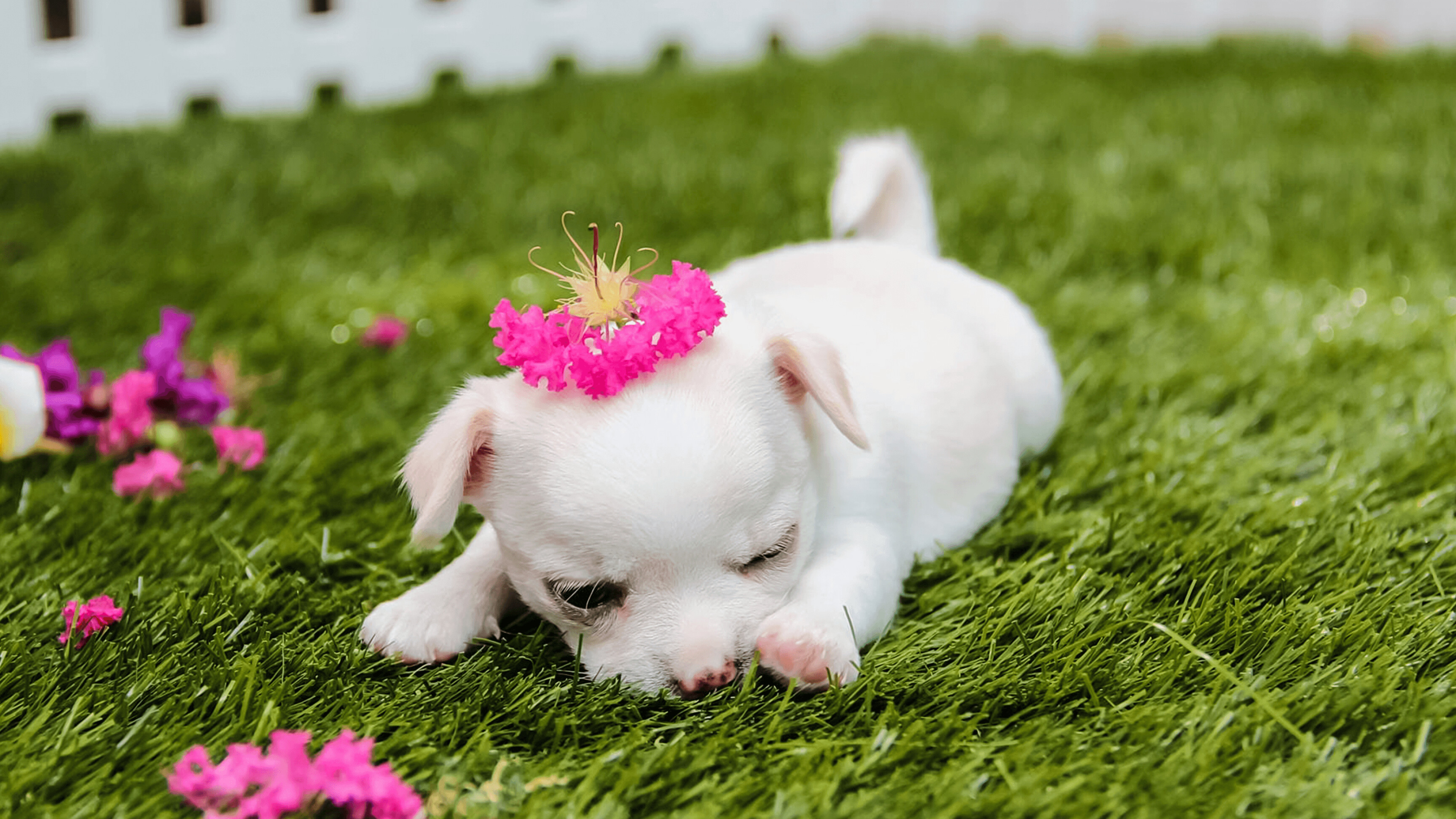 Delightful pink puppy wallpaper, Pink sweetness, 3840x2160 4K Desktop