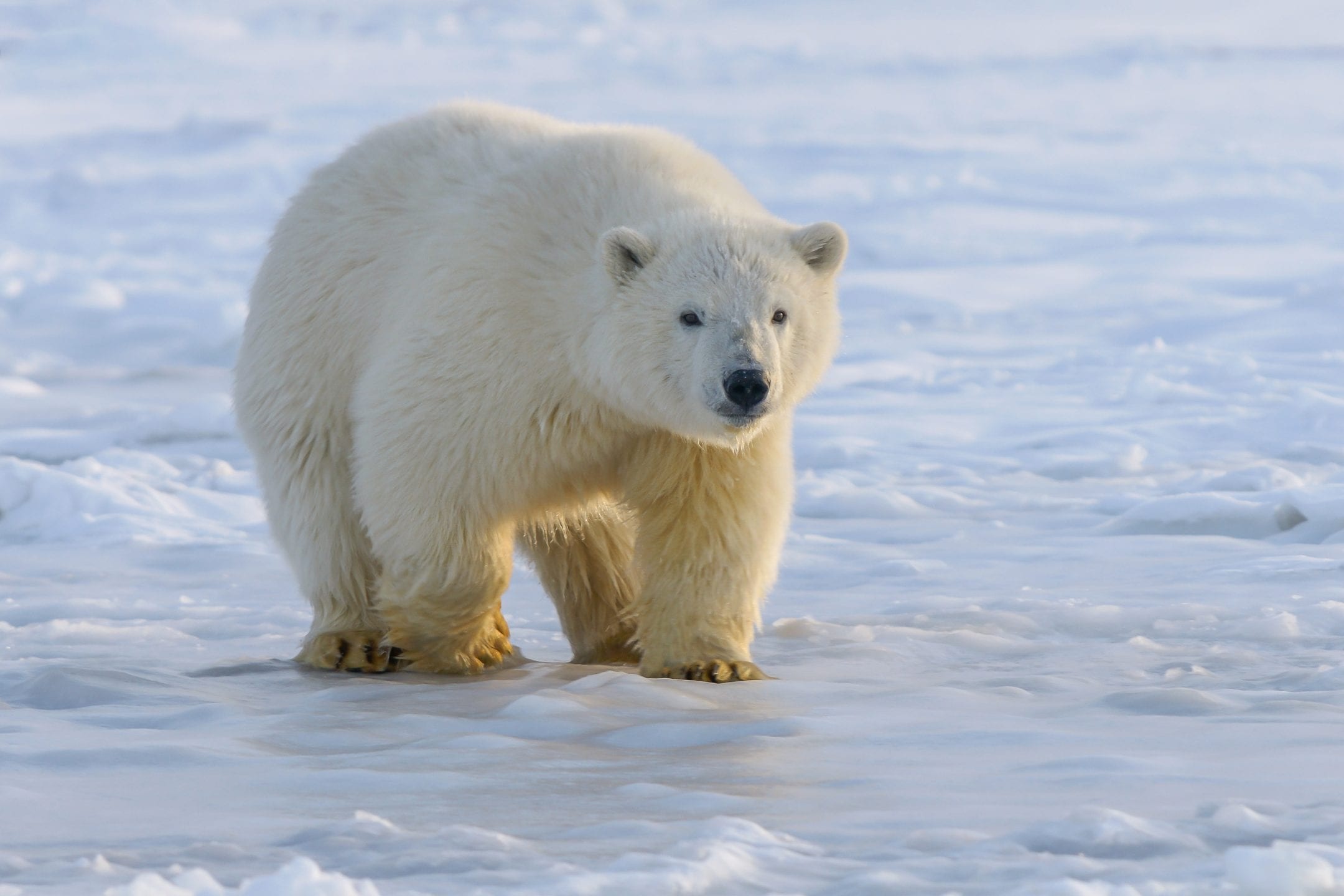 See-through fur, Light and heat, Biological strategy, Nature's masterpiece, 2160x1440 HD Desktop