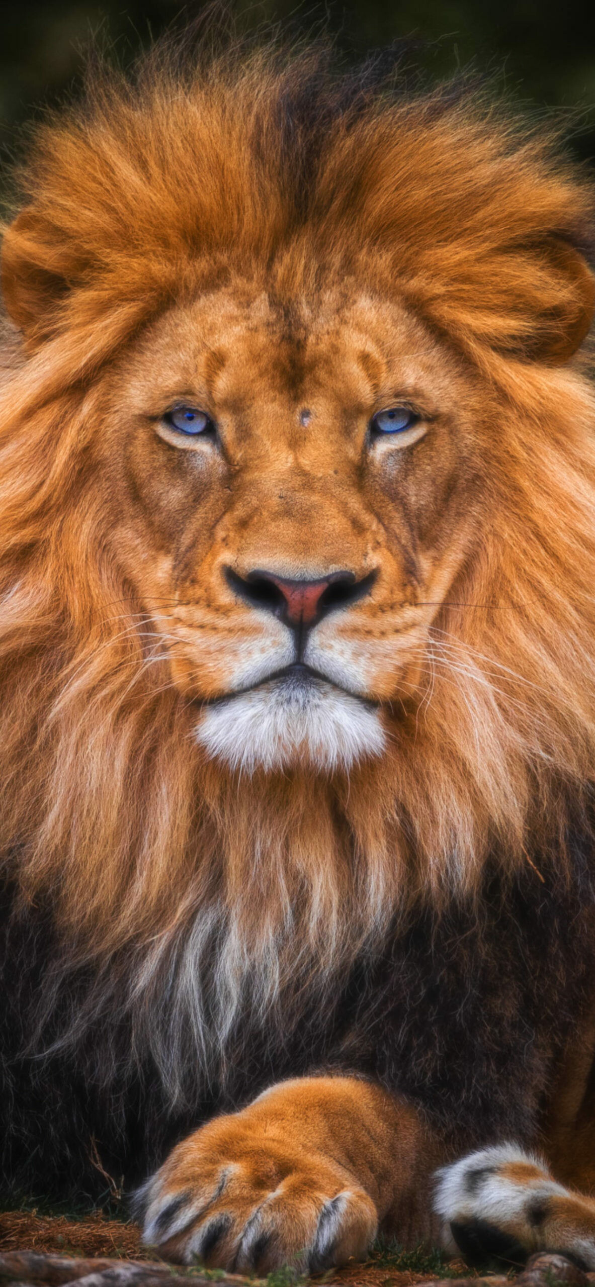 Lion wallpaper for iPhone, Elegant design, Premium quality, Free download, 1190x2560 HD Phone