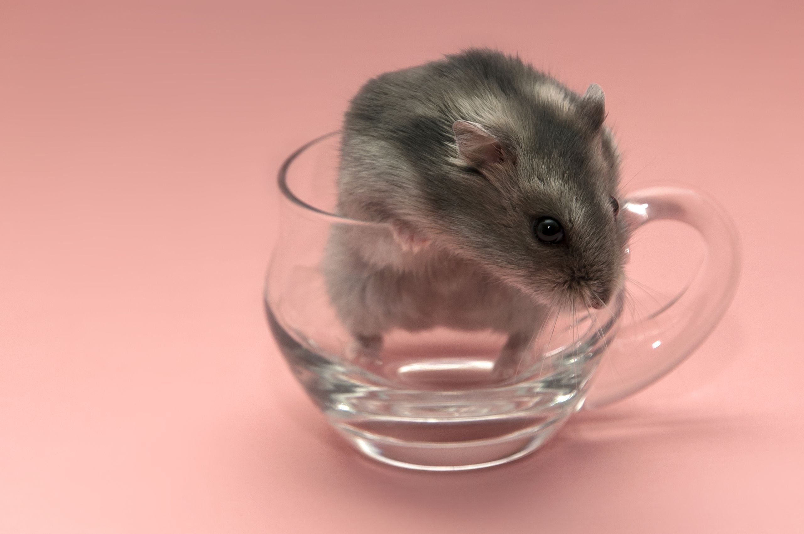 Campbell's dwarf, Hamsters Wallpaper, 2560x1700 HD Desktop