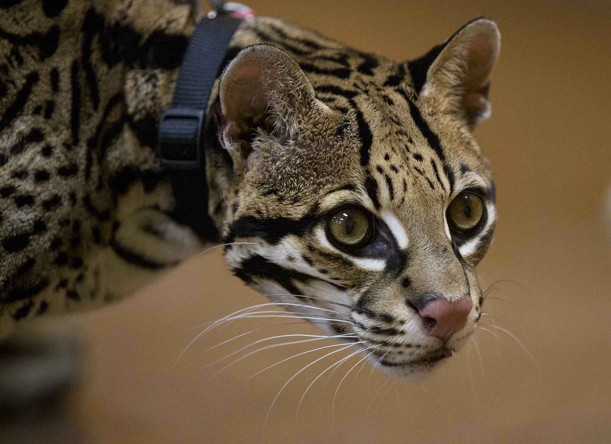 Ocelot, Conservation strategy, Ecological fairy tale, Preserving biodiversity, 2000x1460 HD Desktop