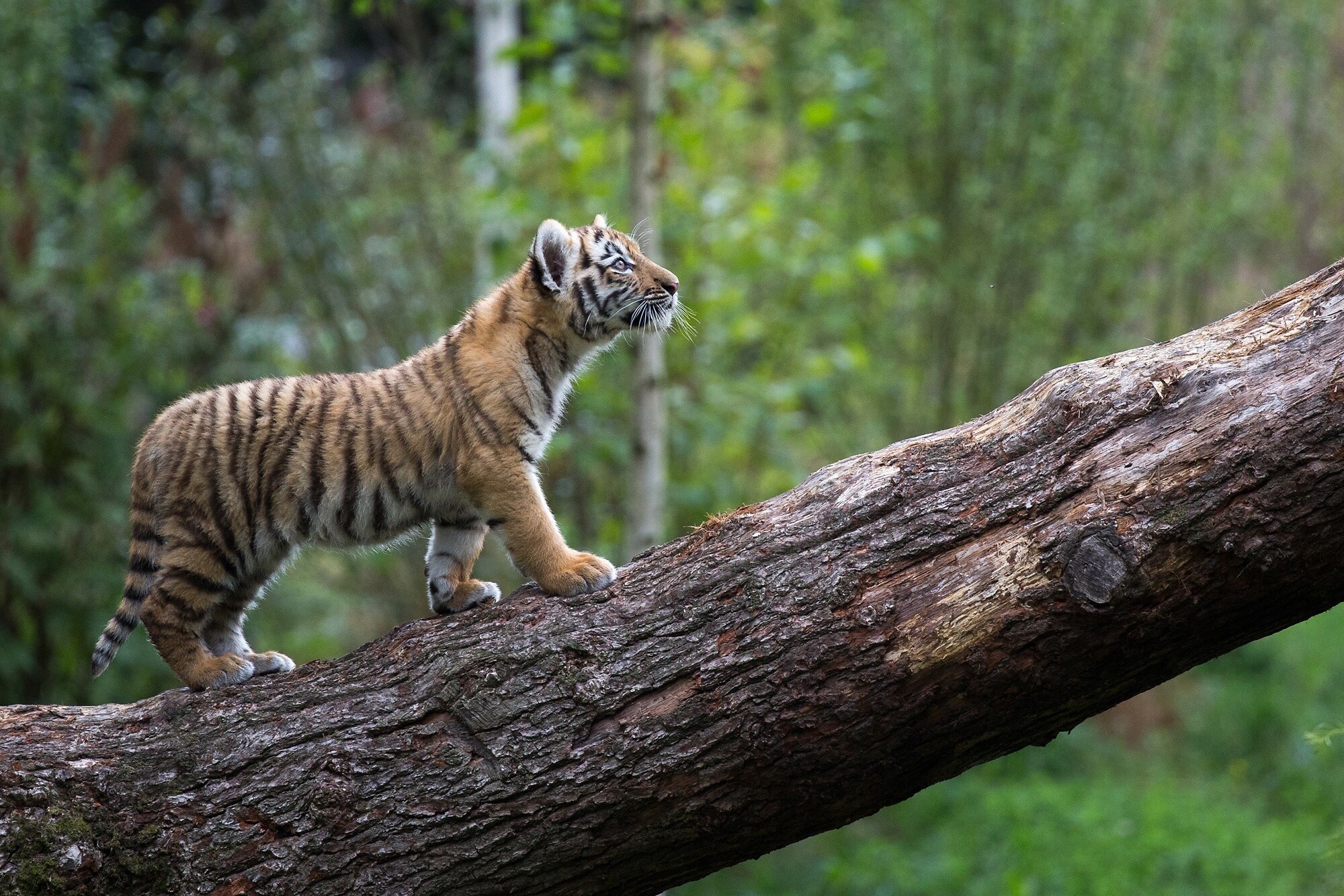 Forest, Tiger Cub Wallpaper, 2000x1340 HD Desktop