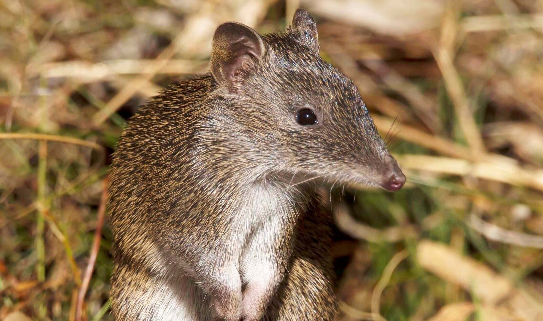 Bandicoot, Glen Junor, Wildlife photography, Natural habitat, 2230x1320 HD Desktop