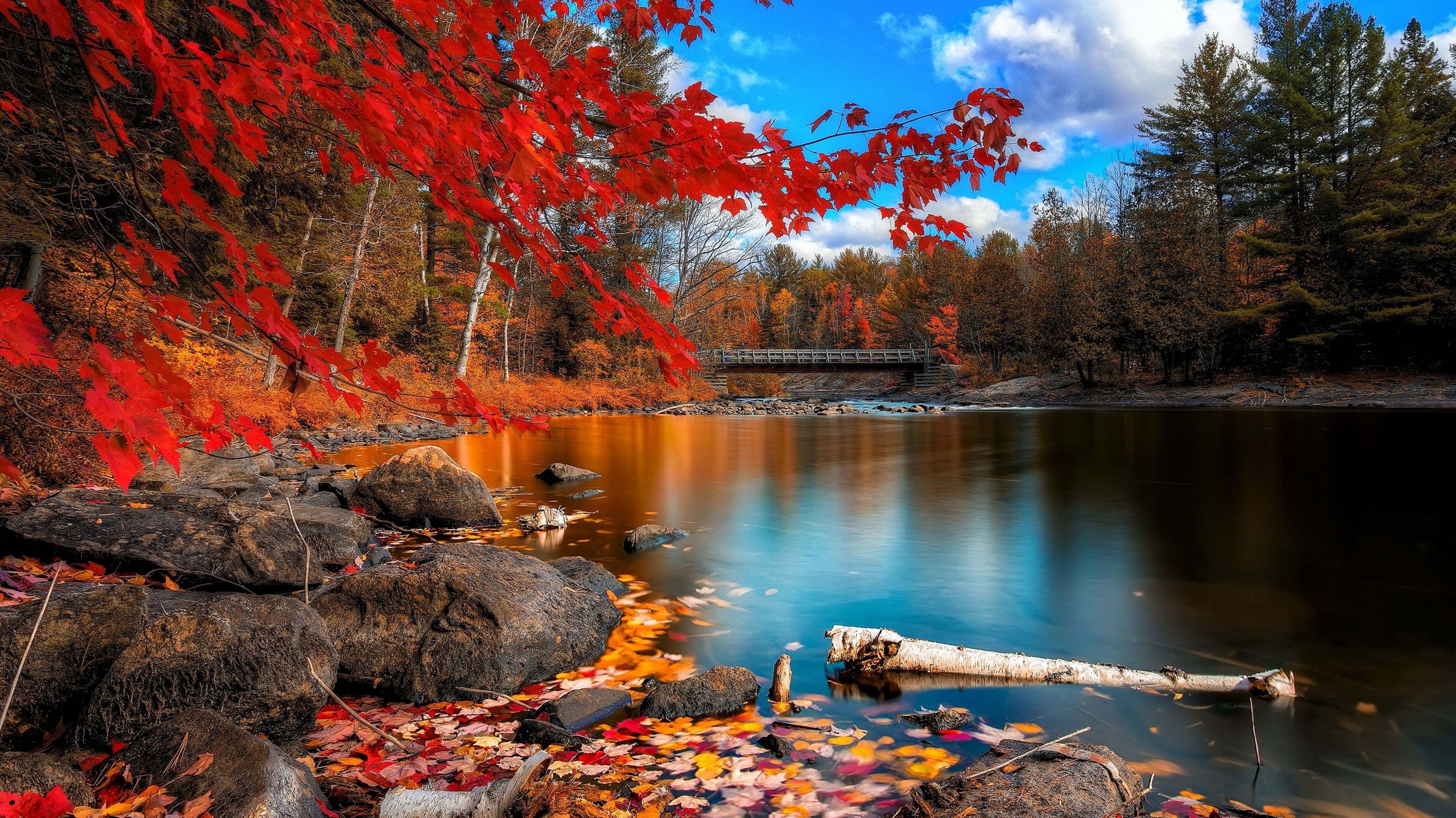 Forrest lake, Fall Wallpaper, 3840x2160 4K Desktop