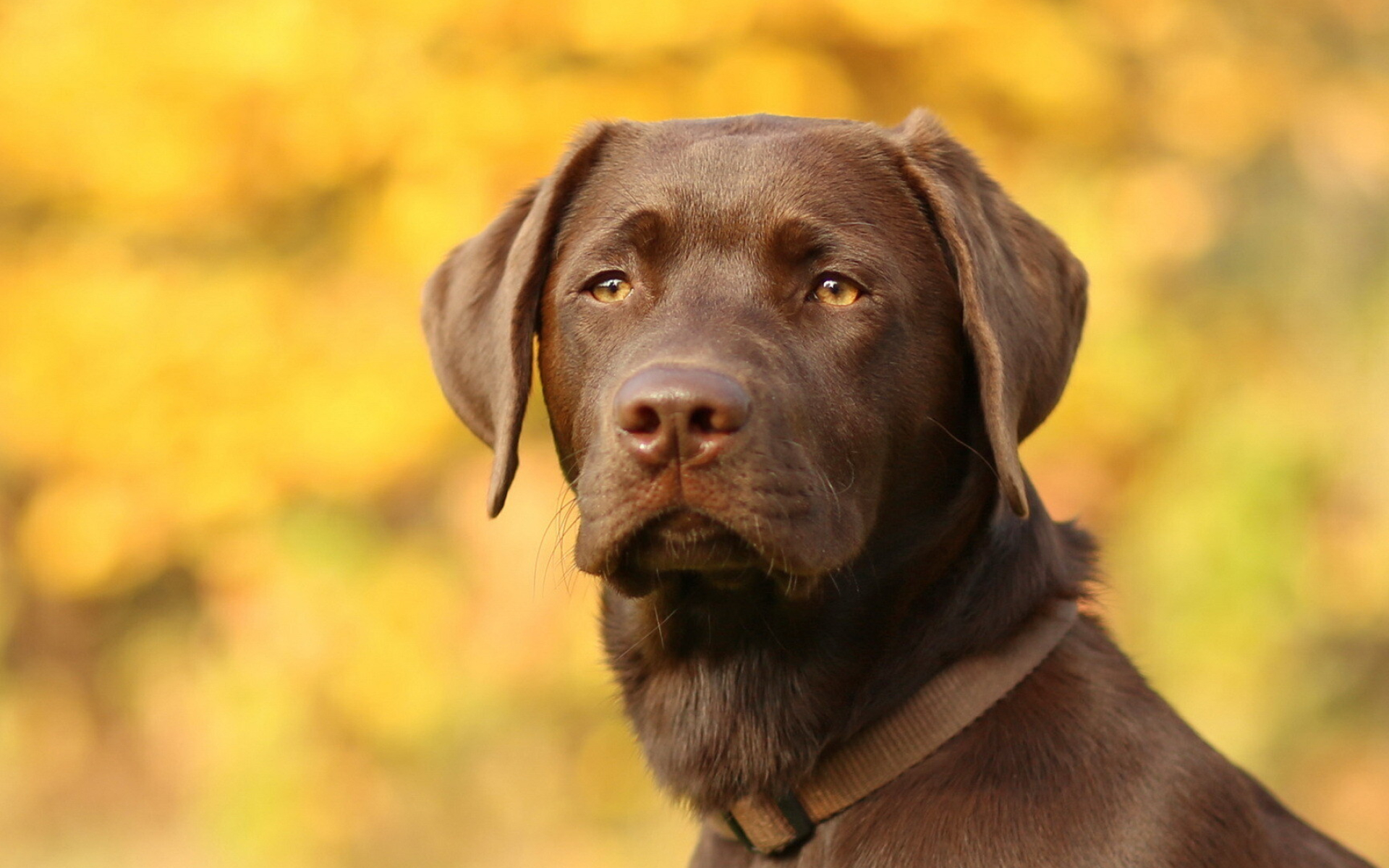 Brown Labrador retriever, Gazing, Intelligent and gentle, Loving nature, 1920x1200 HD Desktop