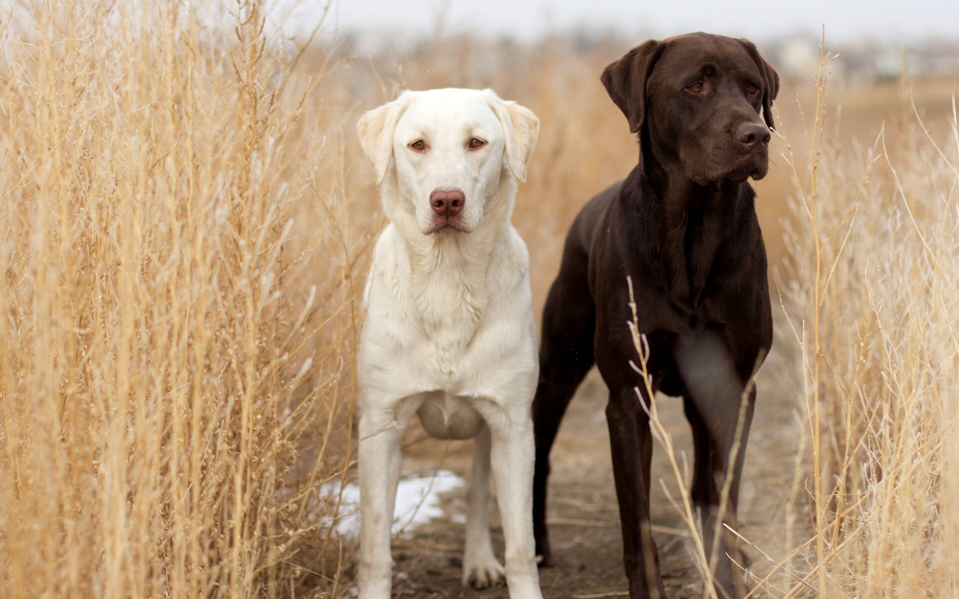 Labrador Retriever wallpaper, Desktop mobile tablet, Labrador Retriever wallpaper, Black Lab wallpaper, 1920x1200 HD Desktop