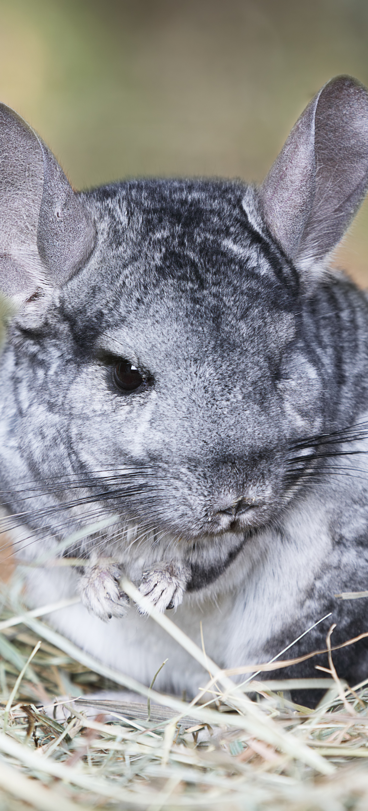 Curious animal chinchilla, Furry small mammals, Unique pet, Fluffy cuteness, 1230x2700 HD Phone