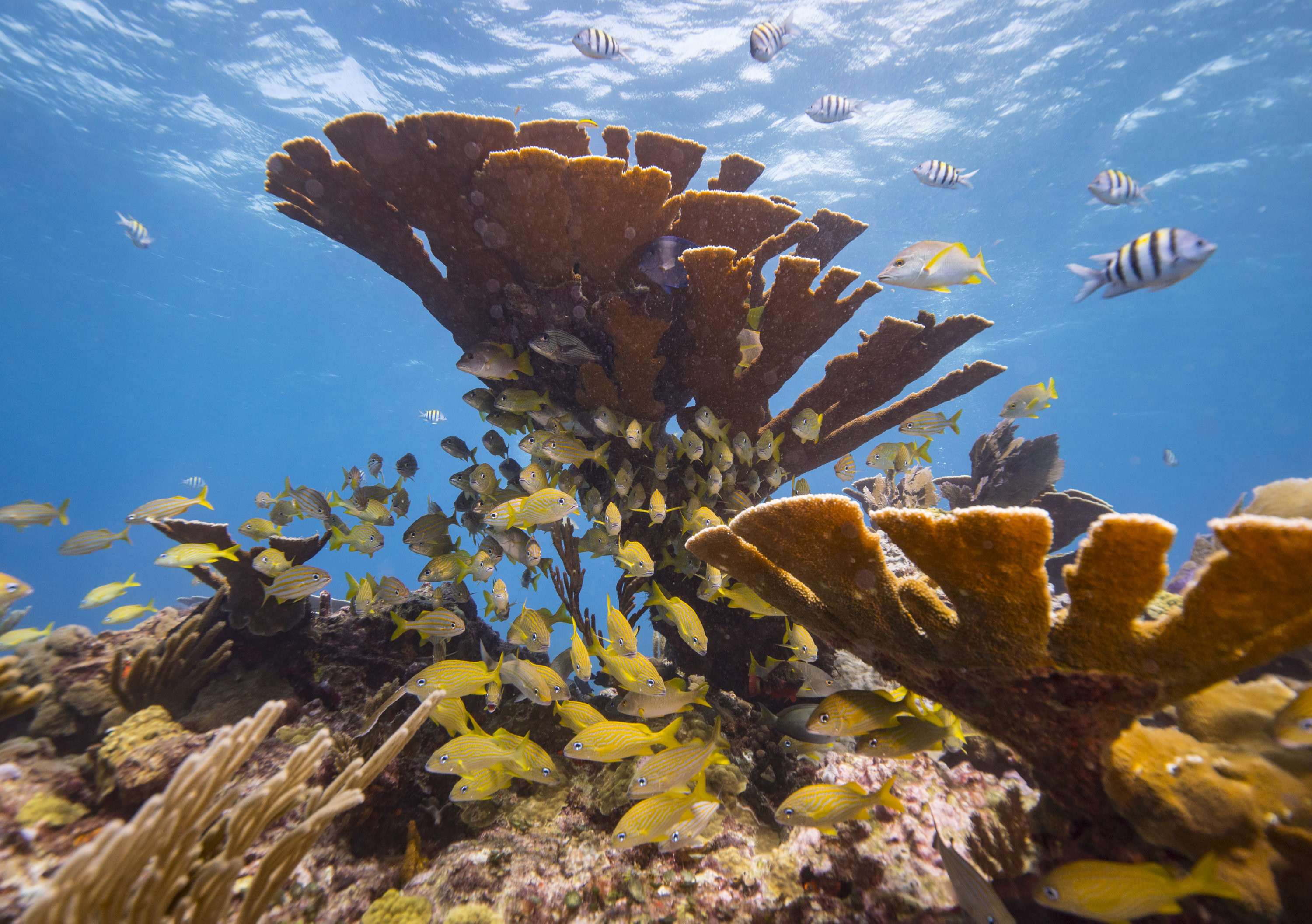 Coral Sea, Insurance for coral reef, Climate impacts, Mexico, 3000x2120 HD Desktop