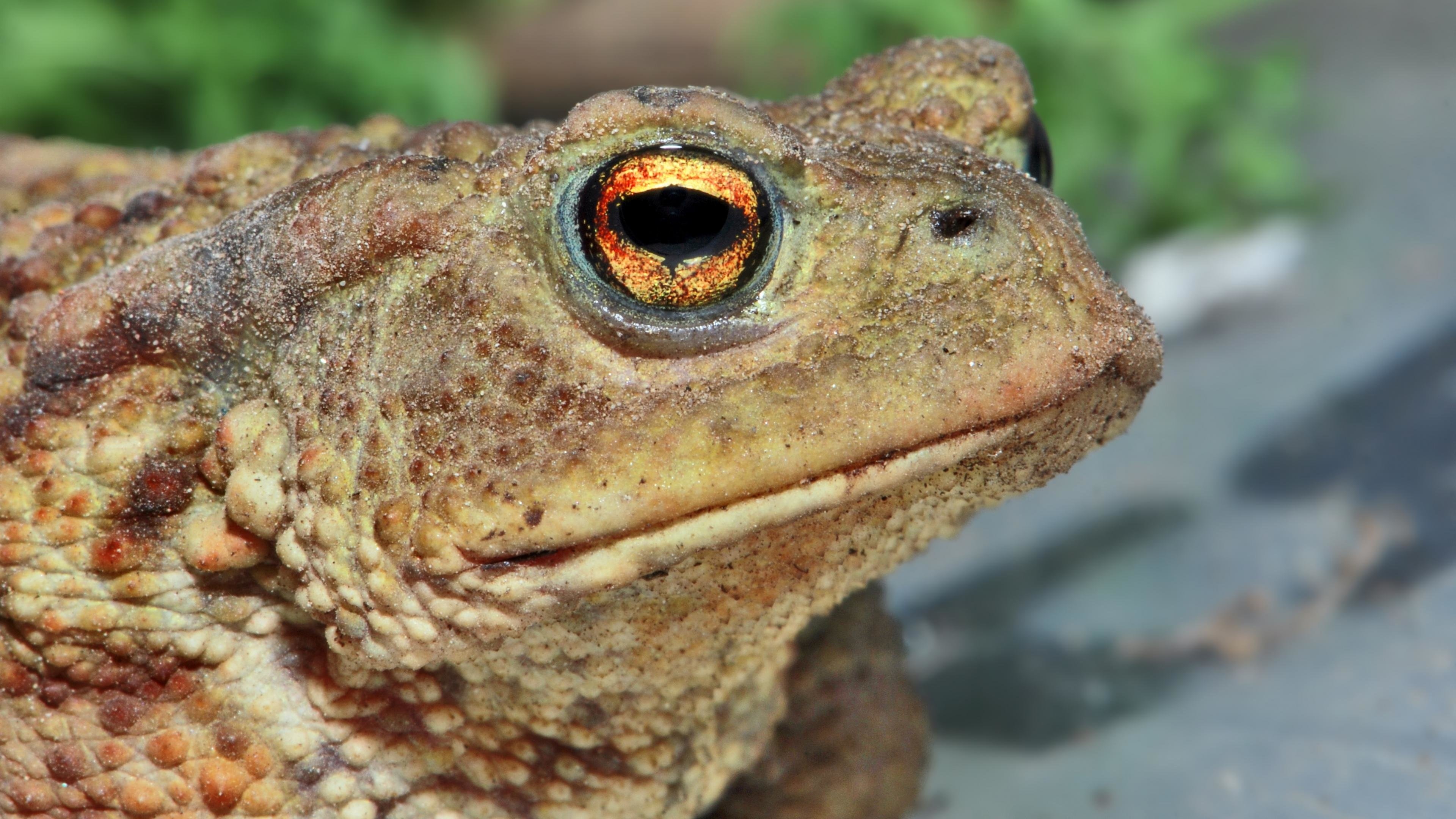 Toad background, High resolution, 4K desktop, Amphibian species, 3840x2160 4K Desktop