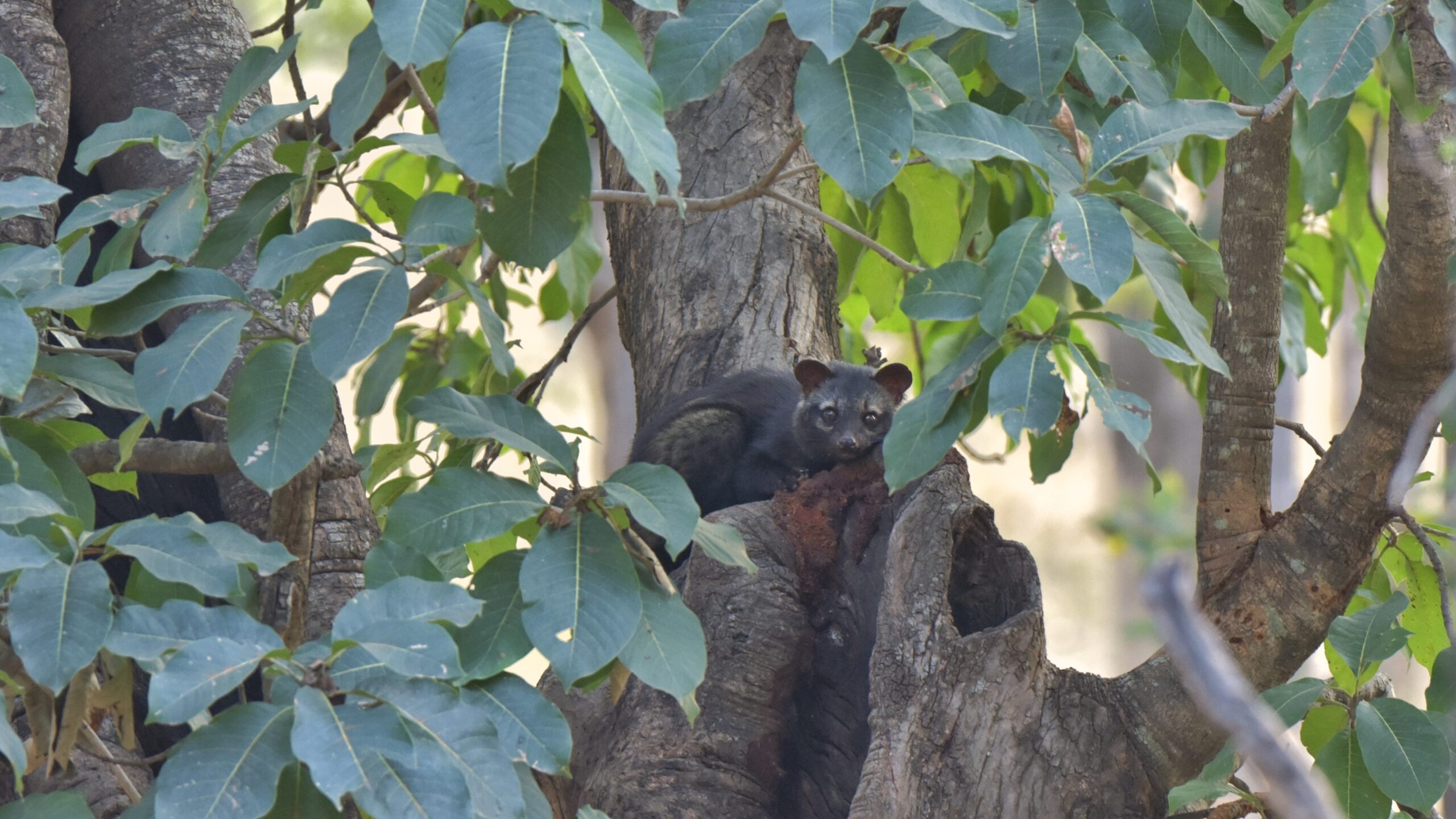 Asian Palm Civet, Civets of India, Small Indian Civet, 2560x1440 HD Desktop