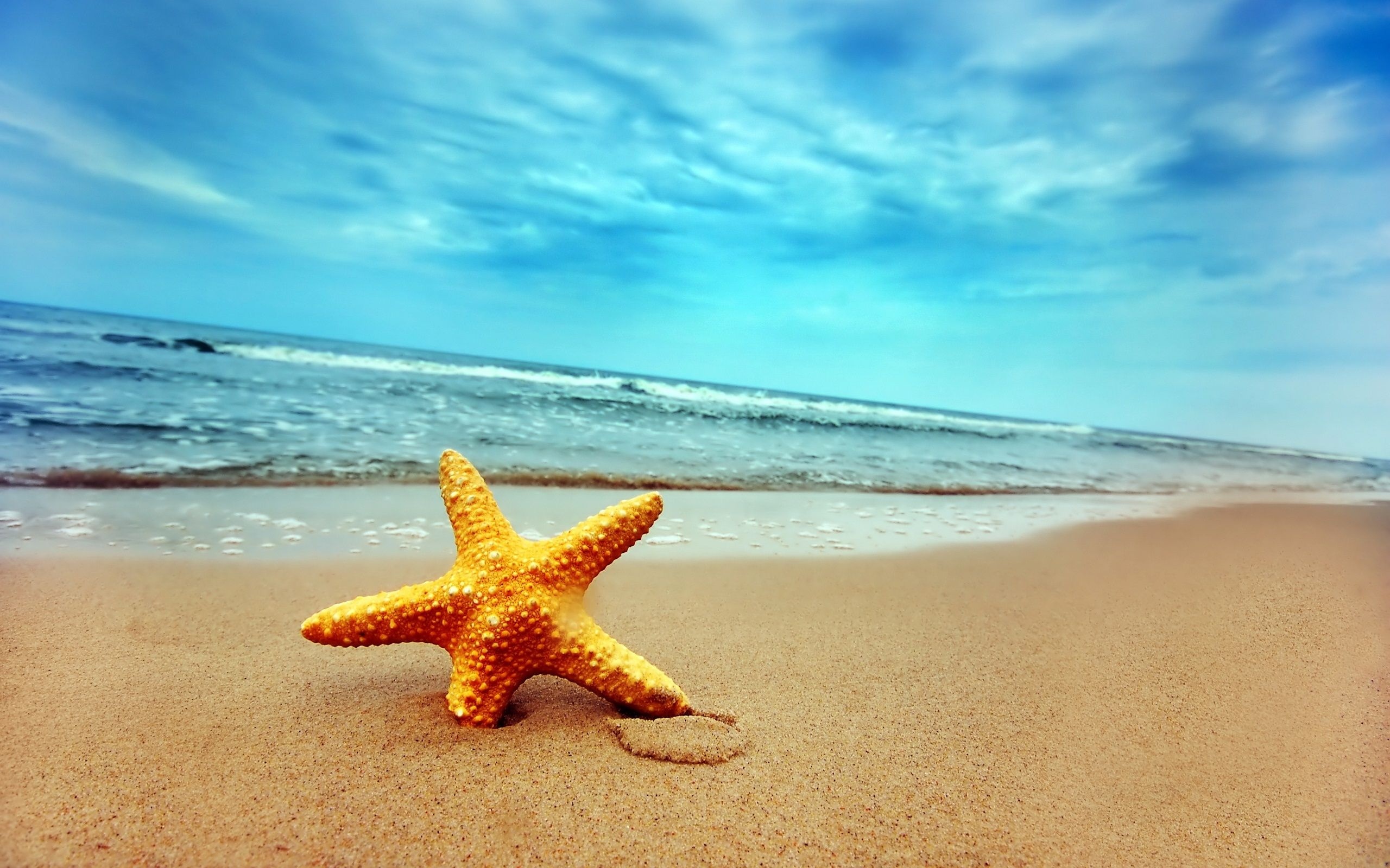 Sea star wallpapers, Beach-themed backgrounds, Oceanic artwork, Marine life-inspired illustrations, 2560x1600 HD Desktop