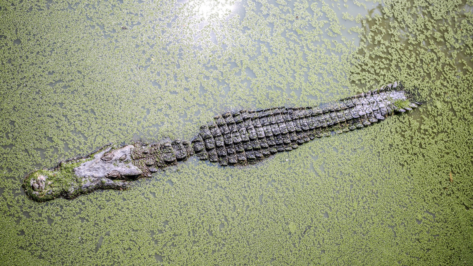 Crocodile, Reptile species, Aquatic predator, Powerful jaws, 1920x1080 Full HD Desktop