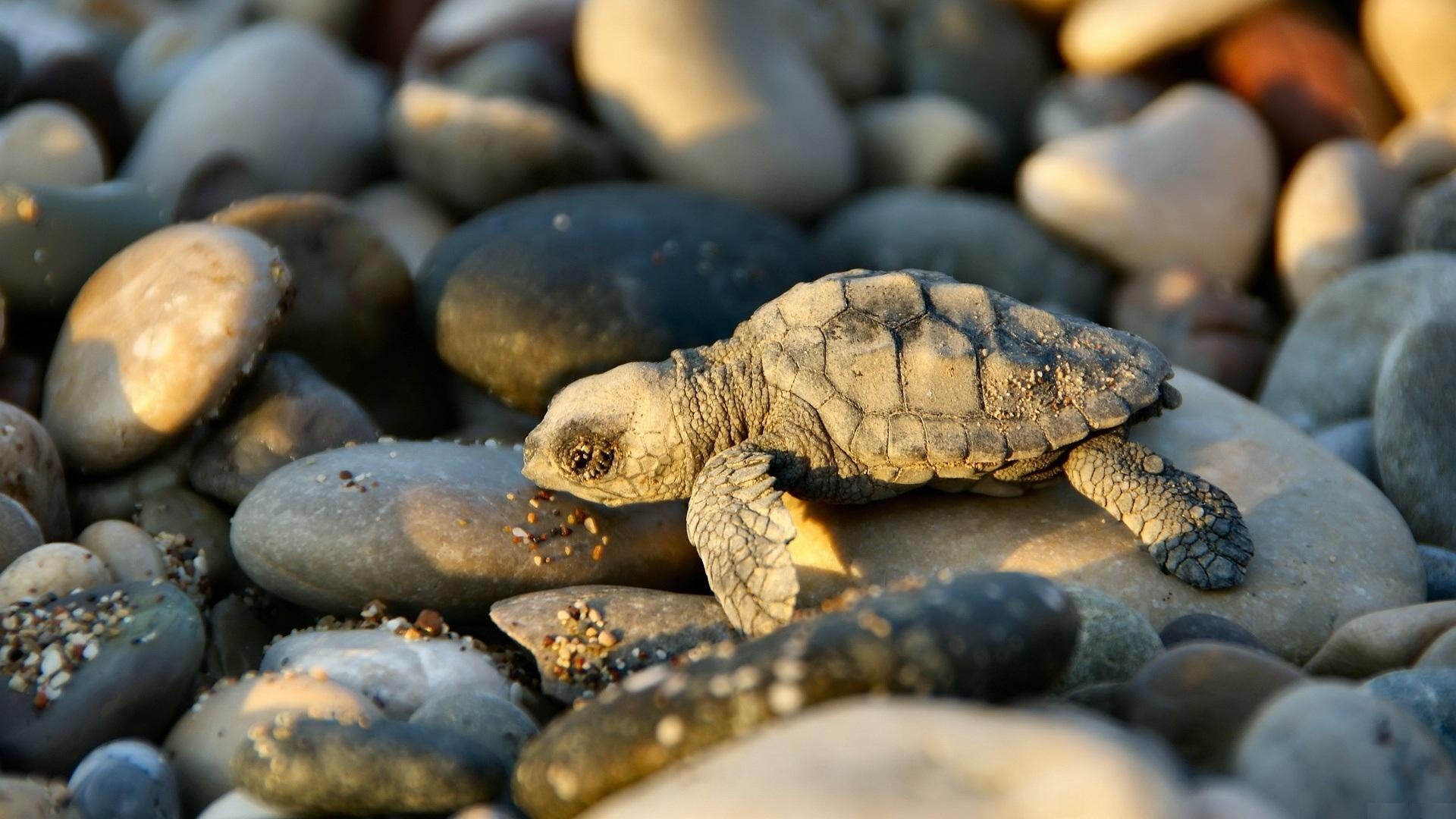 Turtle, Baby Animal Wallpaper, 1920x1080 Full HD Desktop