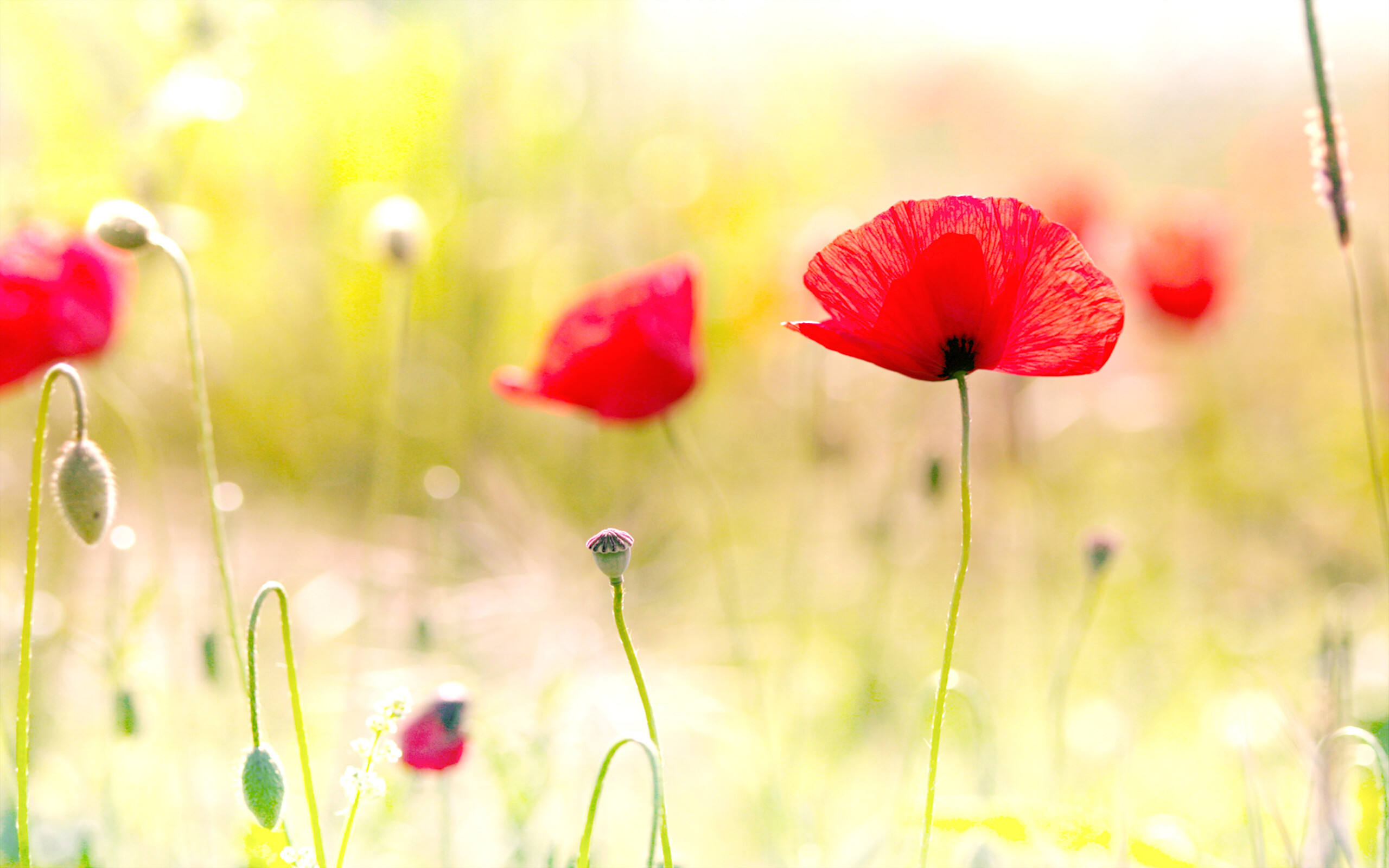 Poppy Flower, Fiery blooms, Delicate petals, Nature's brilliance, 2560x1600 HD Desktop