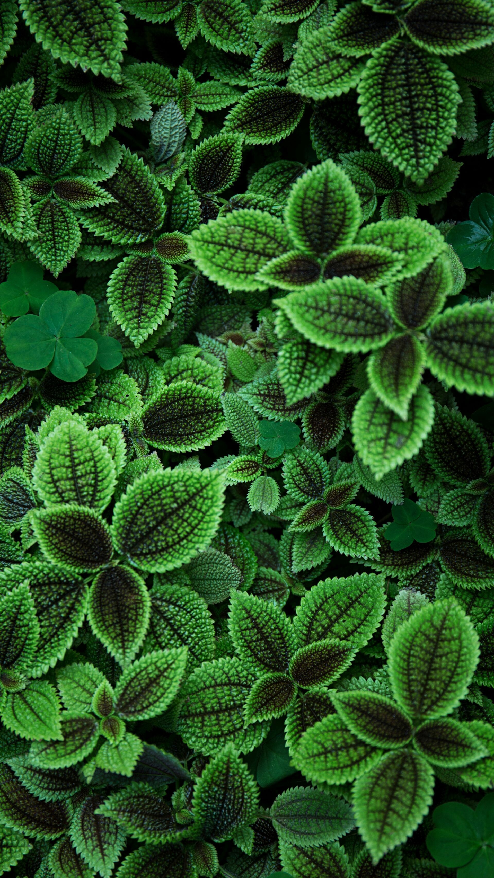 Pilea, Leaves Wallpaper, 1920x3420 HD Phone