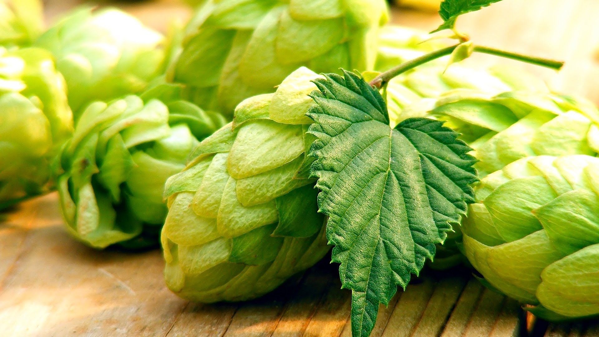 Hops wallpapers, Hop backgrounds, Brewing passion, Hop aesthetics, 1920x1080 Full HD Desktop