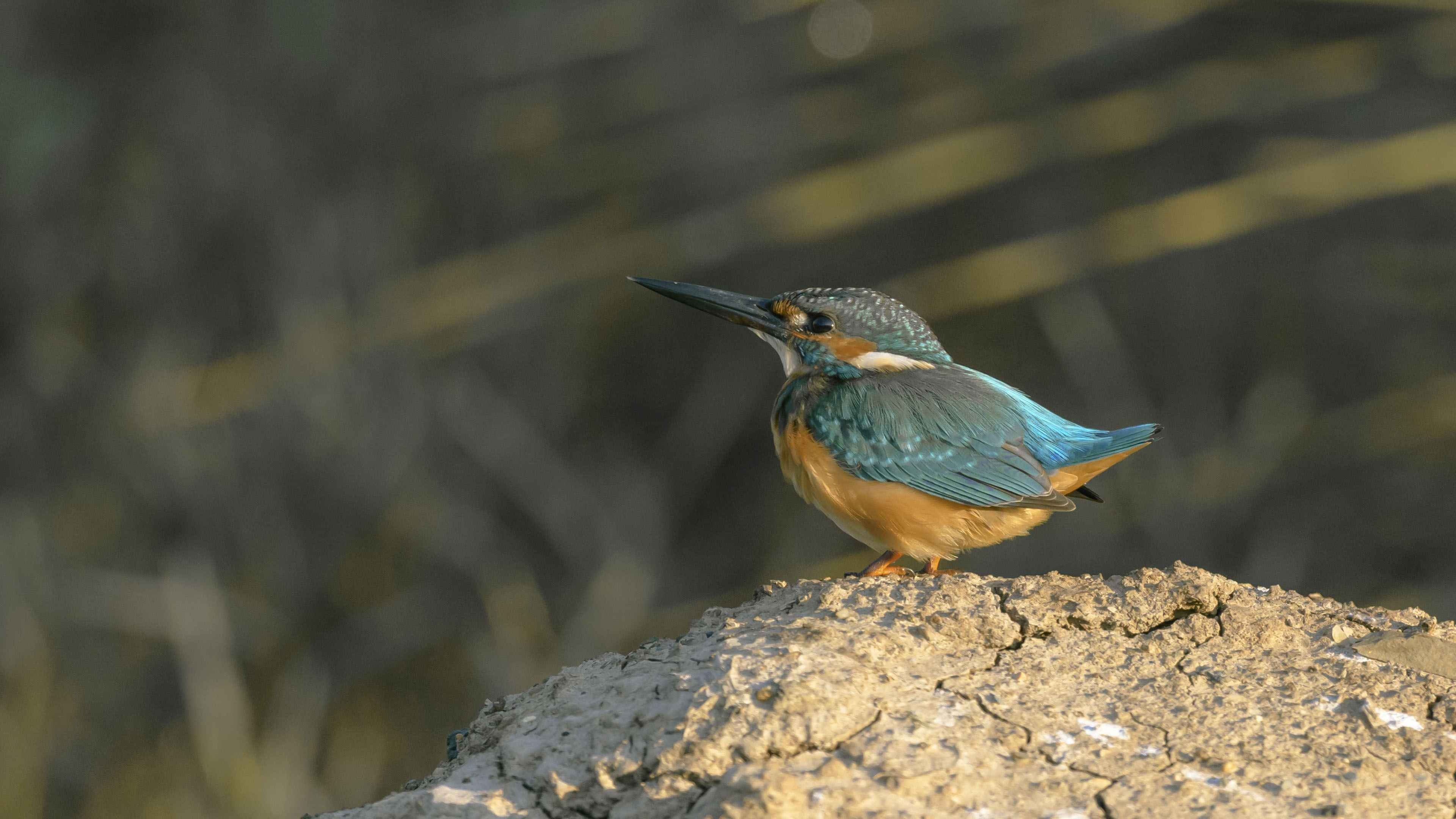 Birdpx community, Stunning avian portraits, Nature exploration, Bird photography, 3840x2160 4K Desktop