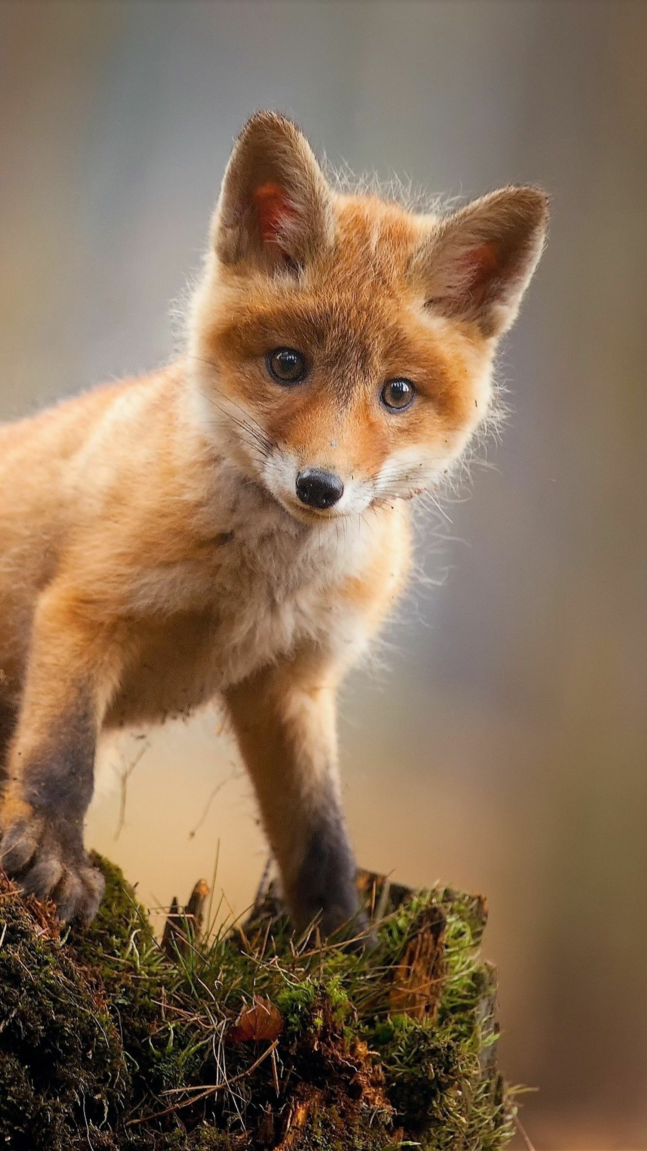 Baby fox wallpapers, Cute animals, Adorable creatures, Innocent, 2160x3840 4K Phone