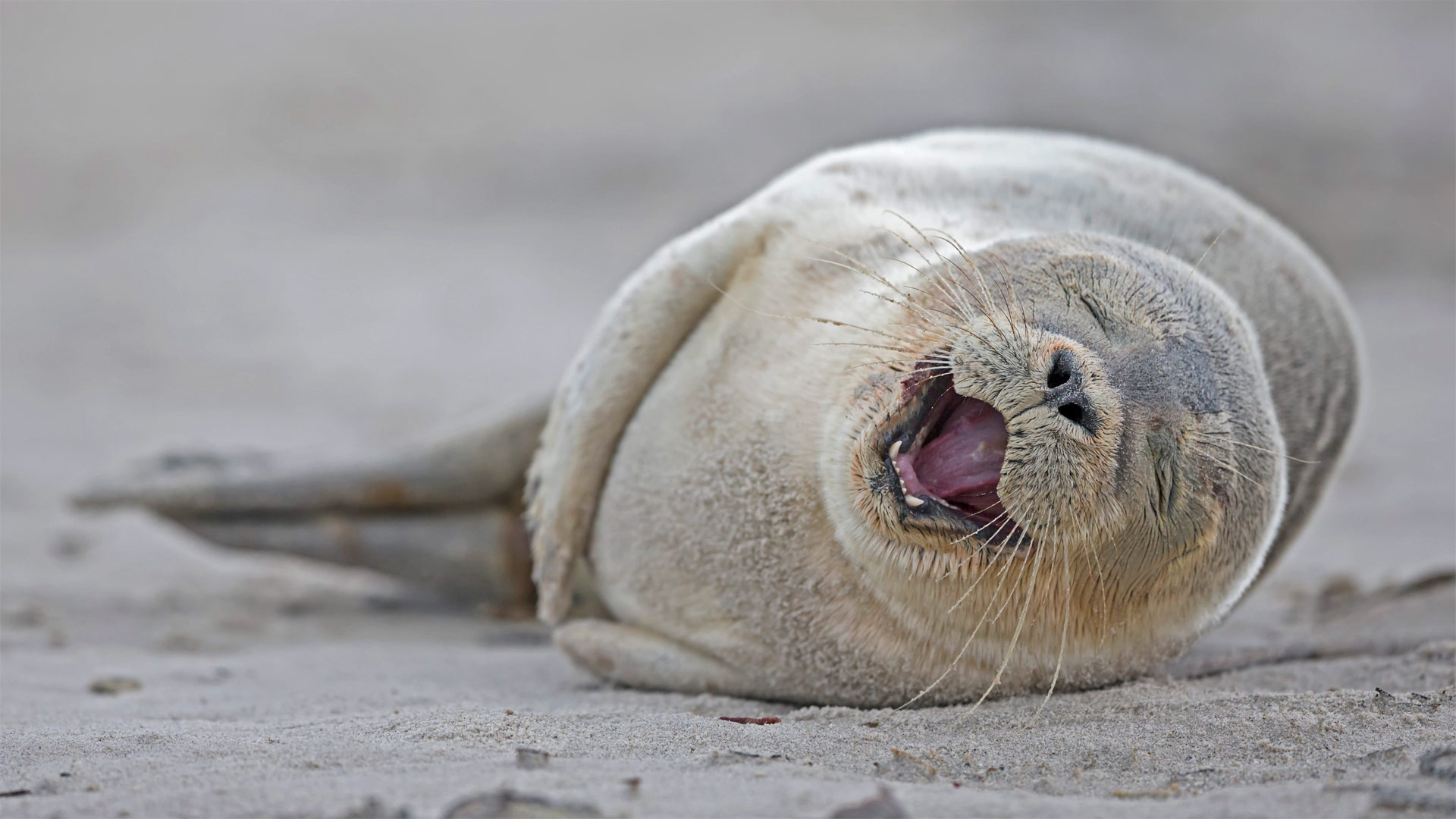 Birthday seal celebration, Beach relaxation, German coastal beauty, Bing gallery find, 1920x1080 Full HD Desktop