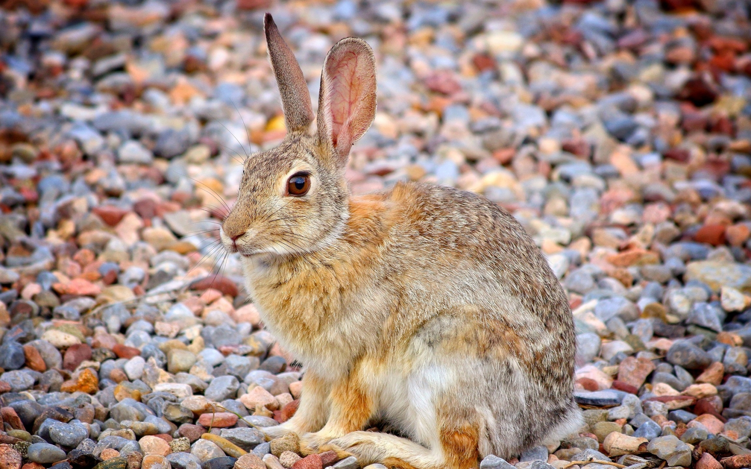 Desert cottontail, Hares Wallpaper, 2560x1600 HD Desktop