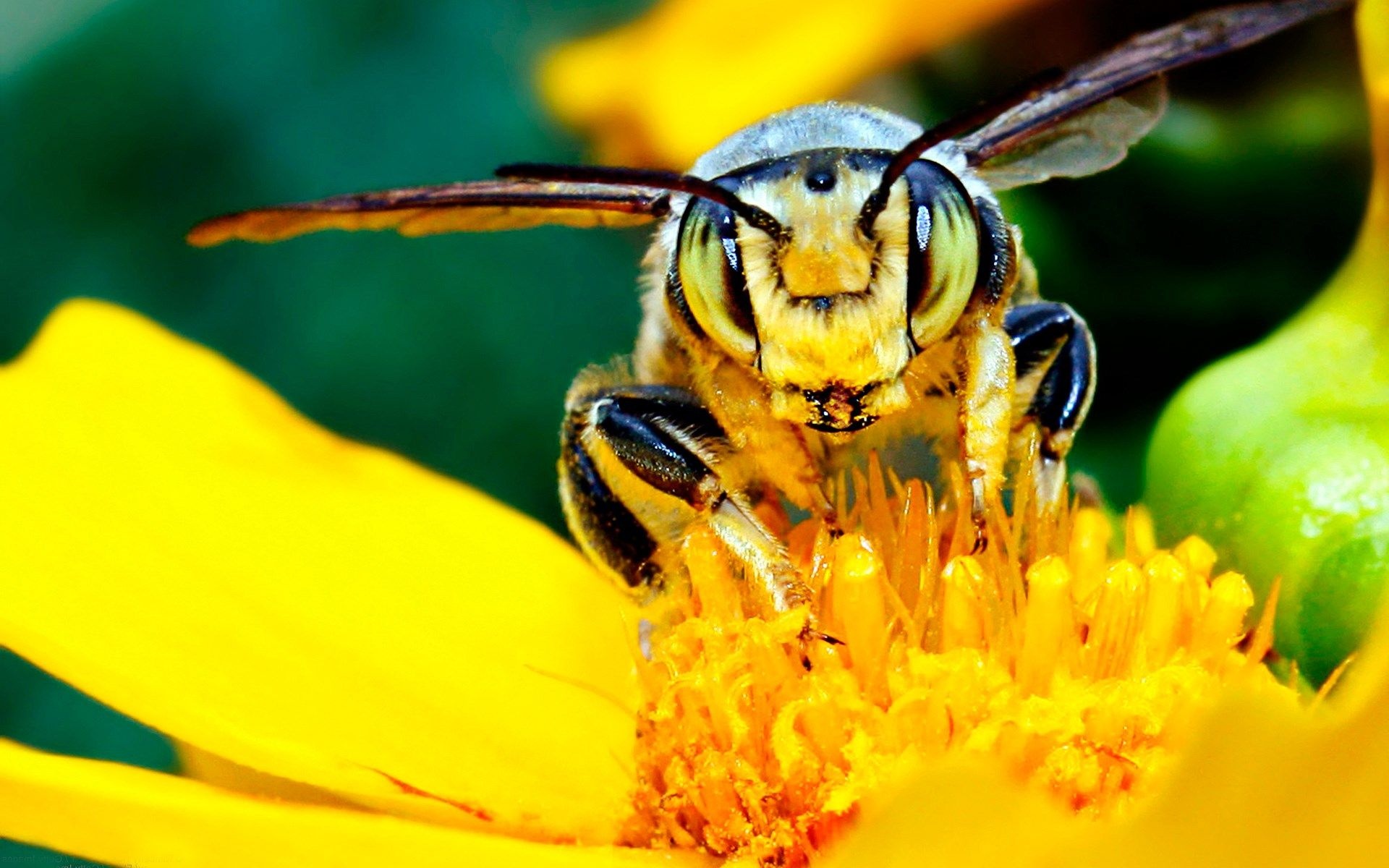 High-resolution bee, Nature's beauty, Floral category, Insect's wonder, 1920x1200 HD Desktop