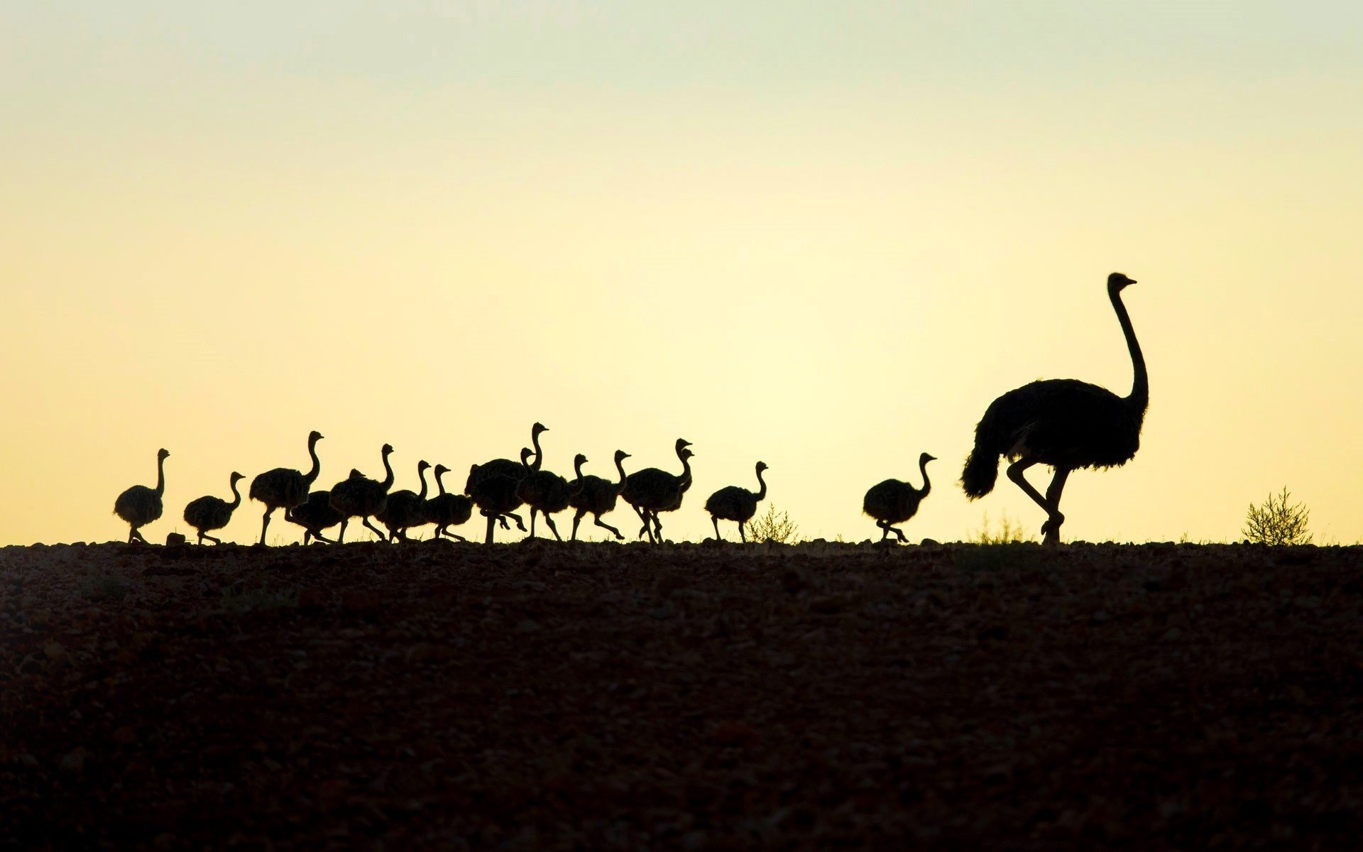 Elegant ostrich wallpaper, Exquisite design, Sophisticated bird, Delightful aesthetic, 1920x1200 HD Desktop