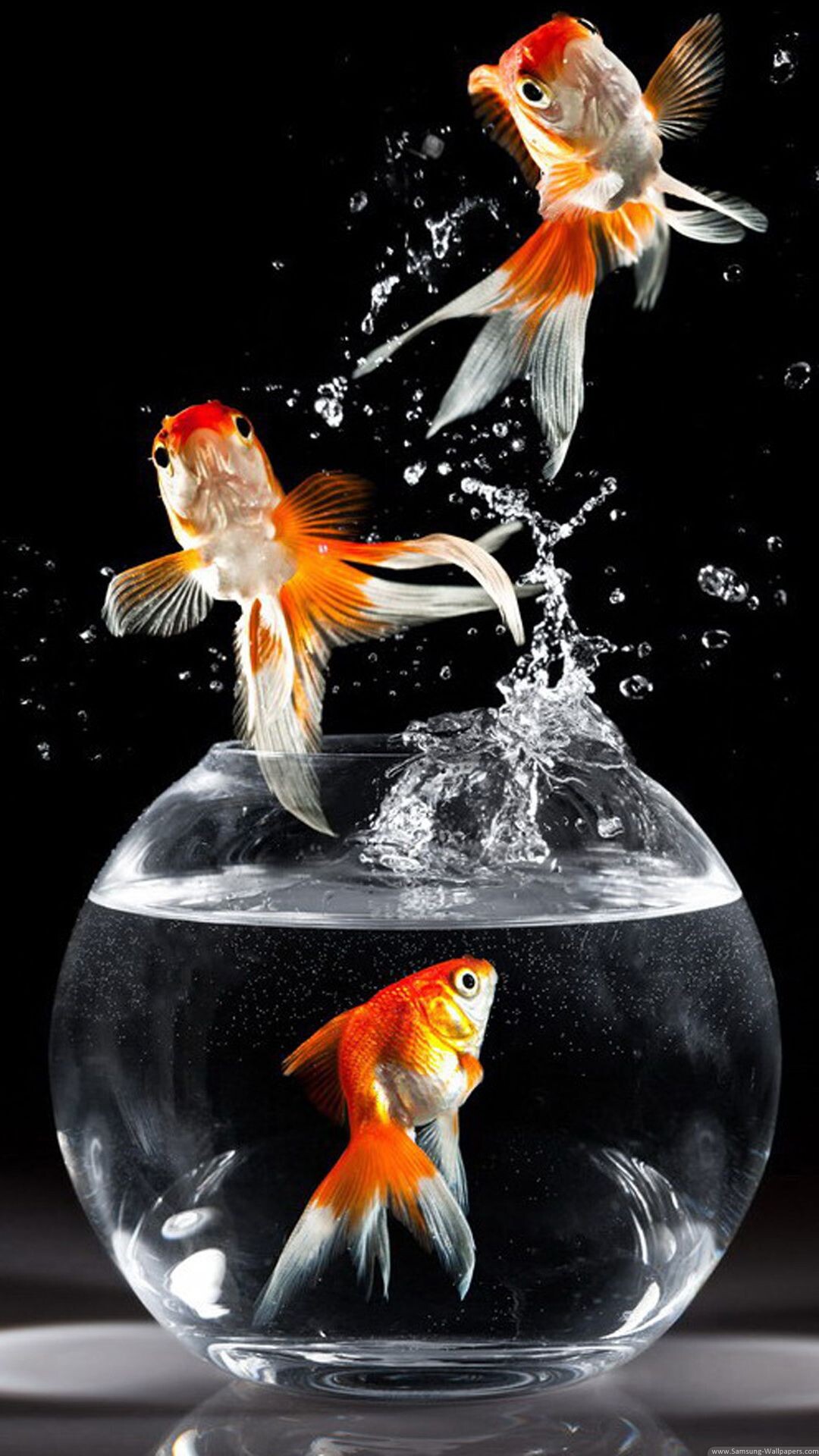 Gold Fish, Nature, Pin auf cute, 1080x1920 Full HD Phone