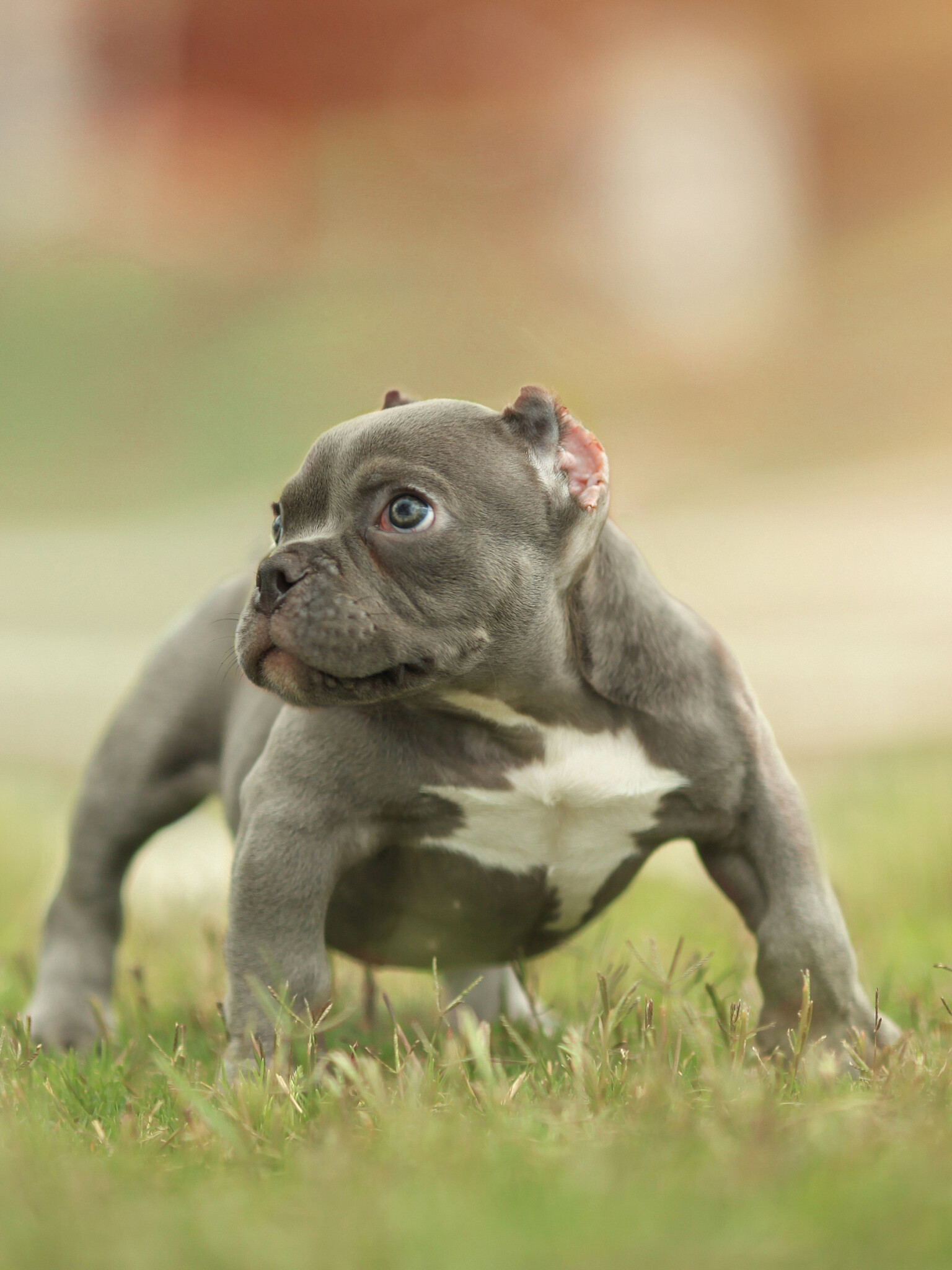 American Bully, Dogs Wallpaper, 1540x2050 HD Phone