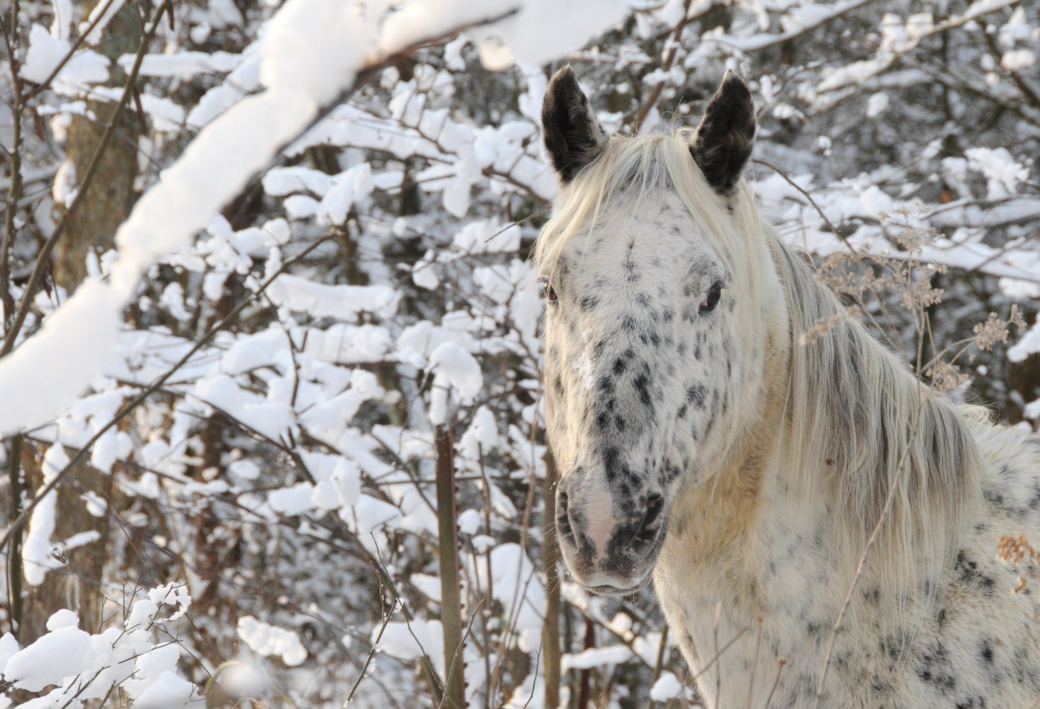 Appaloosa, Horses in the Snow Wallpaper, 2050x1400 HD Desktop