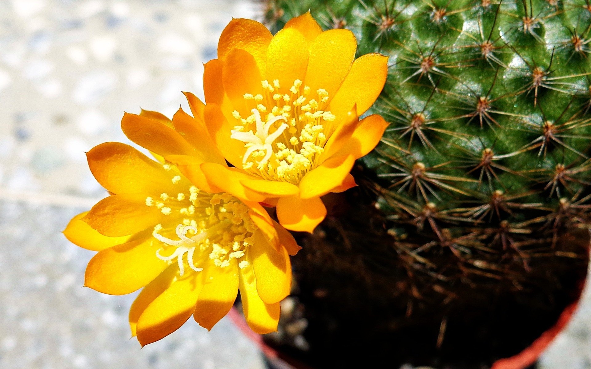 Rebutia, Cactus Wallpaper, 1920x1200 HD Desktop