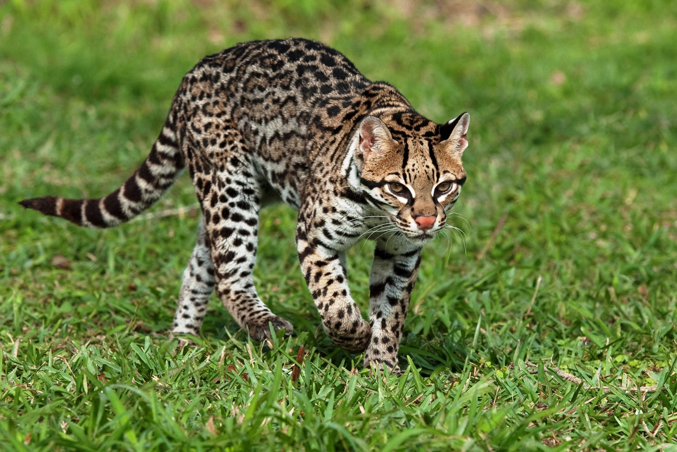 Animal hq ocelot, 4K wallpapers, Feline species, Breathtaking photographs, 2560x1710 HD Desktop