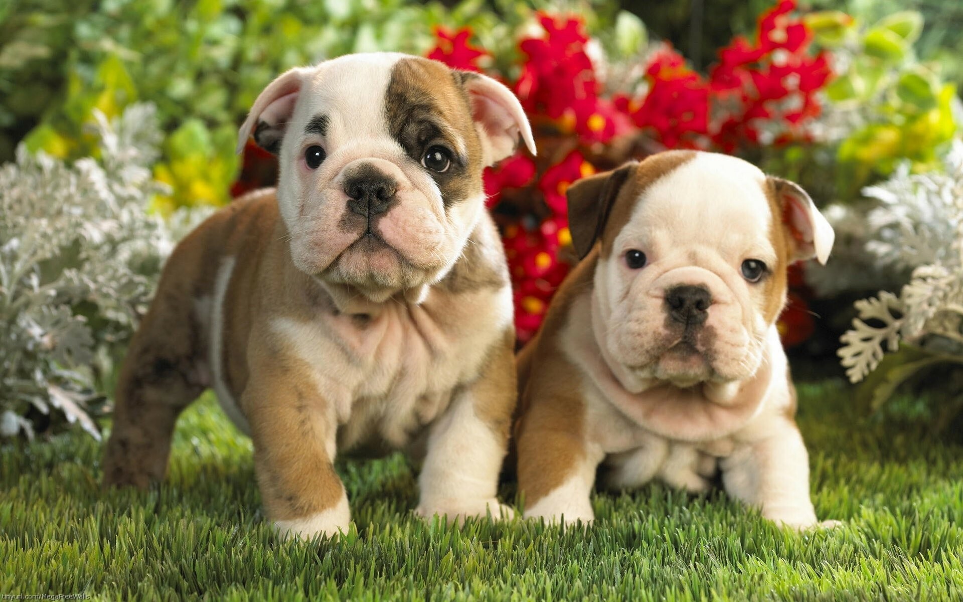 Siblings, Bulldog Wallpaper, 1920x1200 HD Desktop