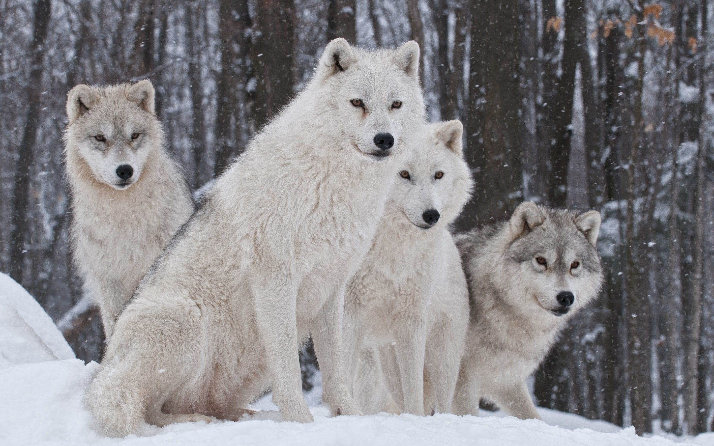 Arctic Wolf, White wolf laptop wallpapers, Snowy landscapes, Arctic serenity, 2880x1800 HD Desktop