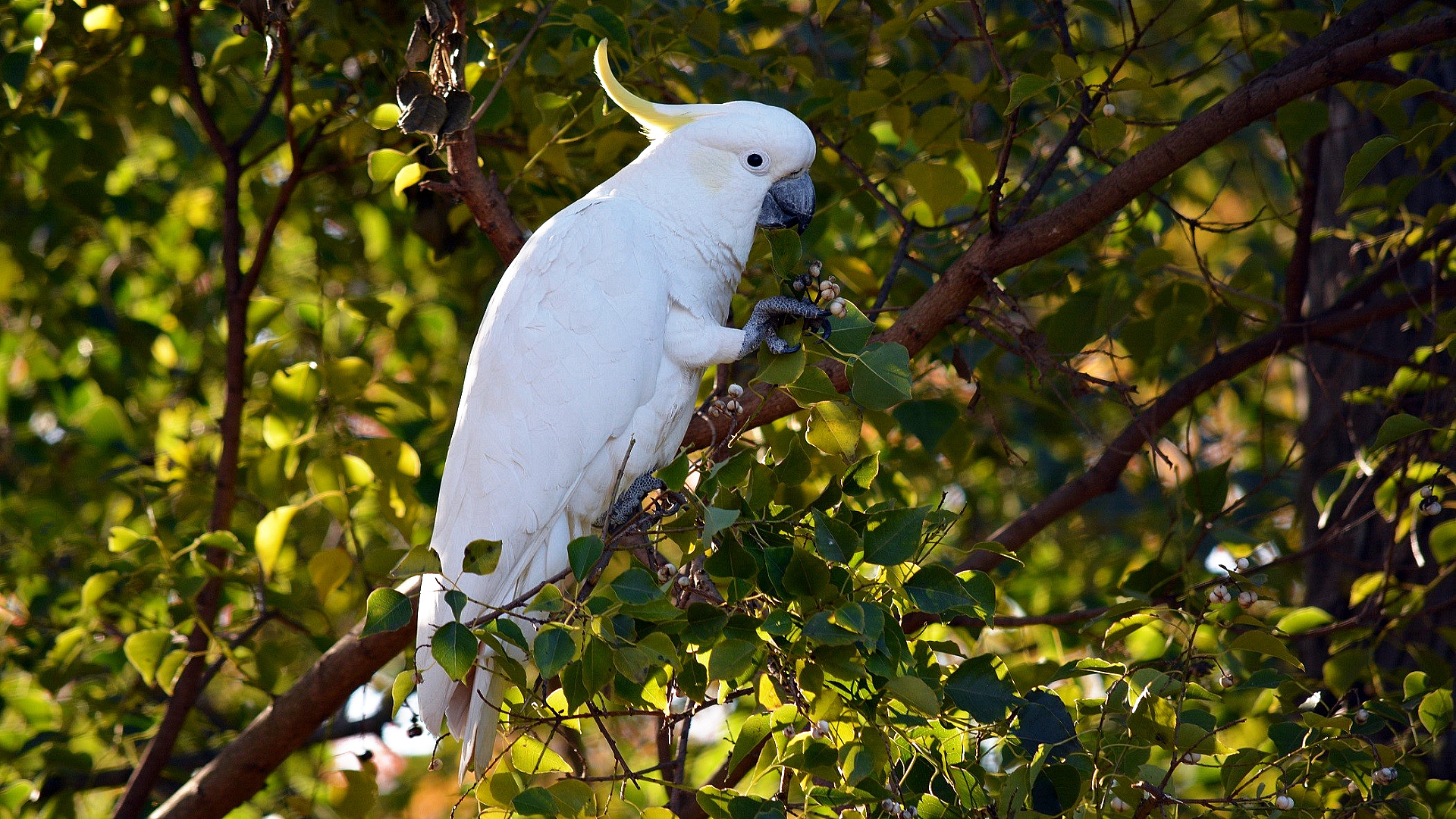 Cockatoo wallpapers, Vibrant backgrounds, Majestic bird, 1920x1080 Full HD Desktop