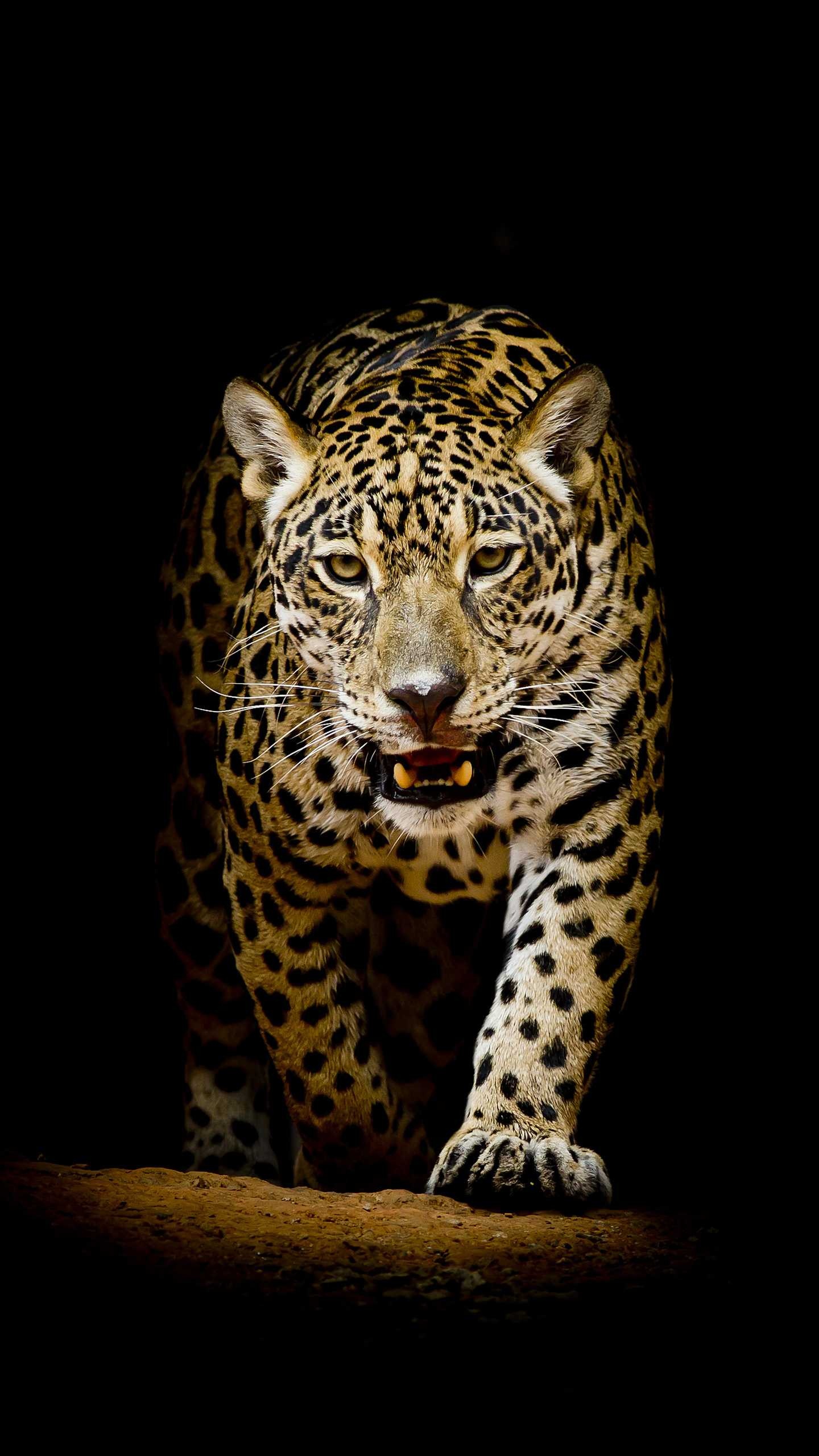 Leopard, Leopard wallpaper, ER, 1440x2560 HD Phone