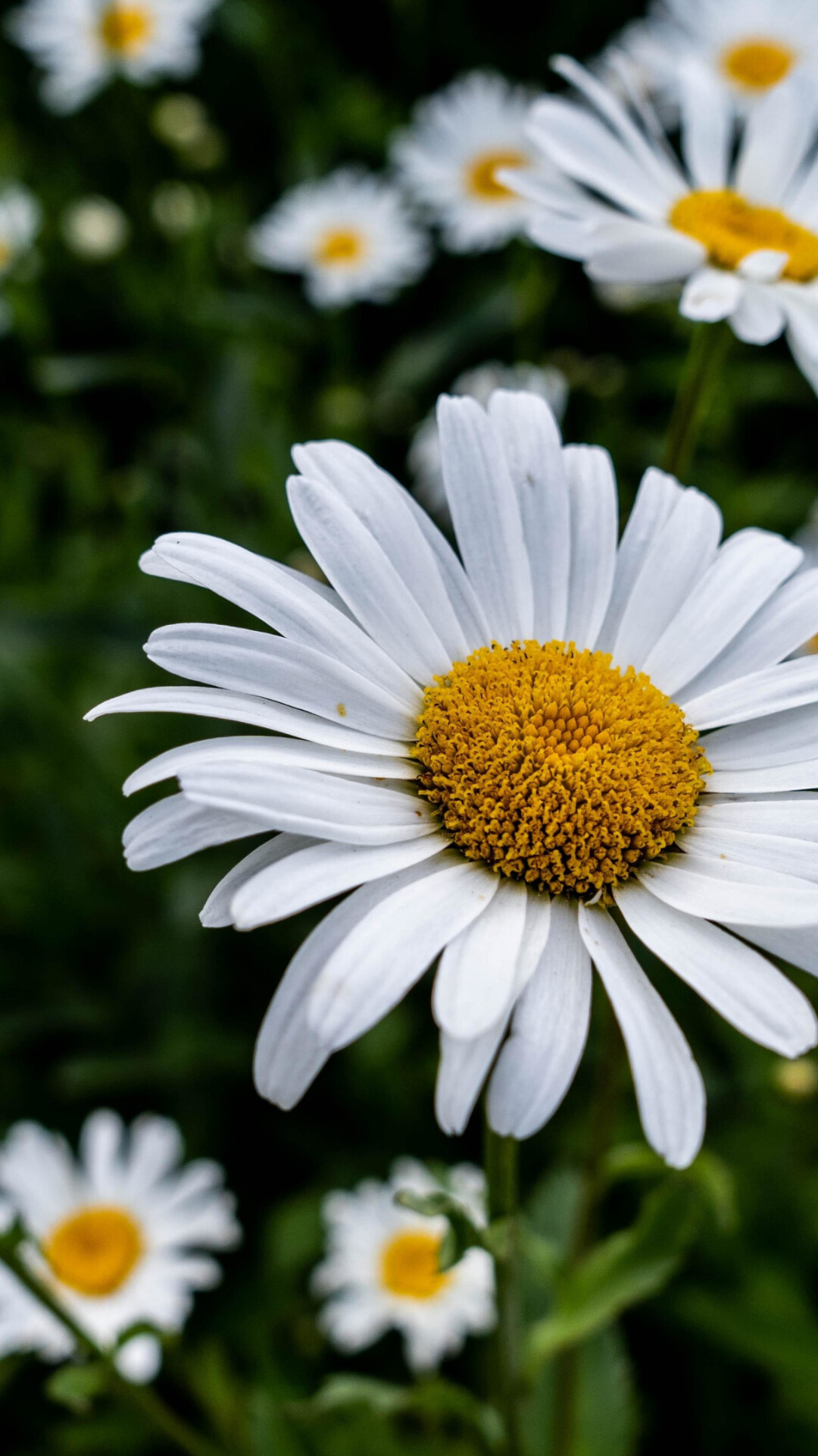 Bloom white daisy, 4K wallpaper, High-definition image, Petals in focus, 1080x1920 Full HD Phone