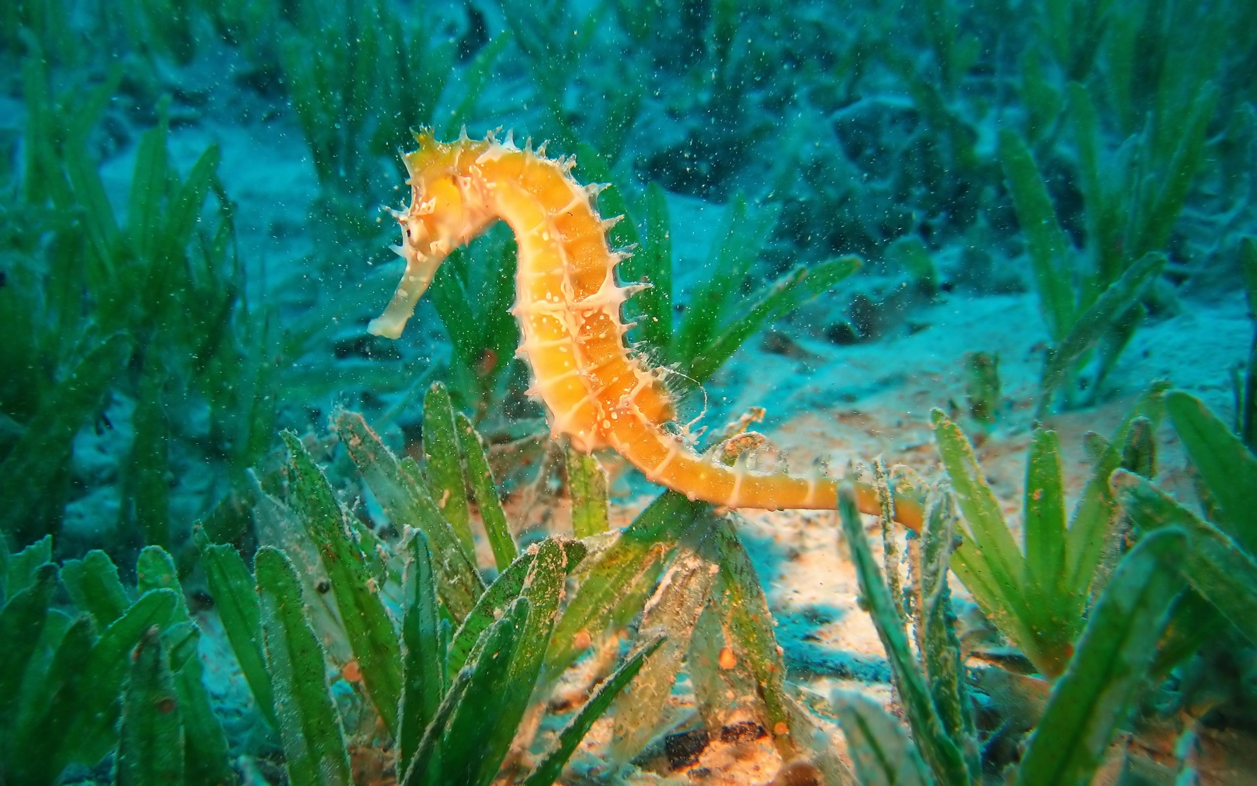 Seahorse, Oceanarium Wallpaper, 2560x1600 HD Desktop