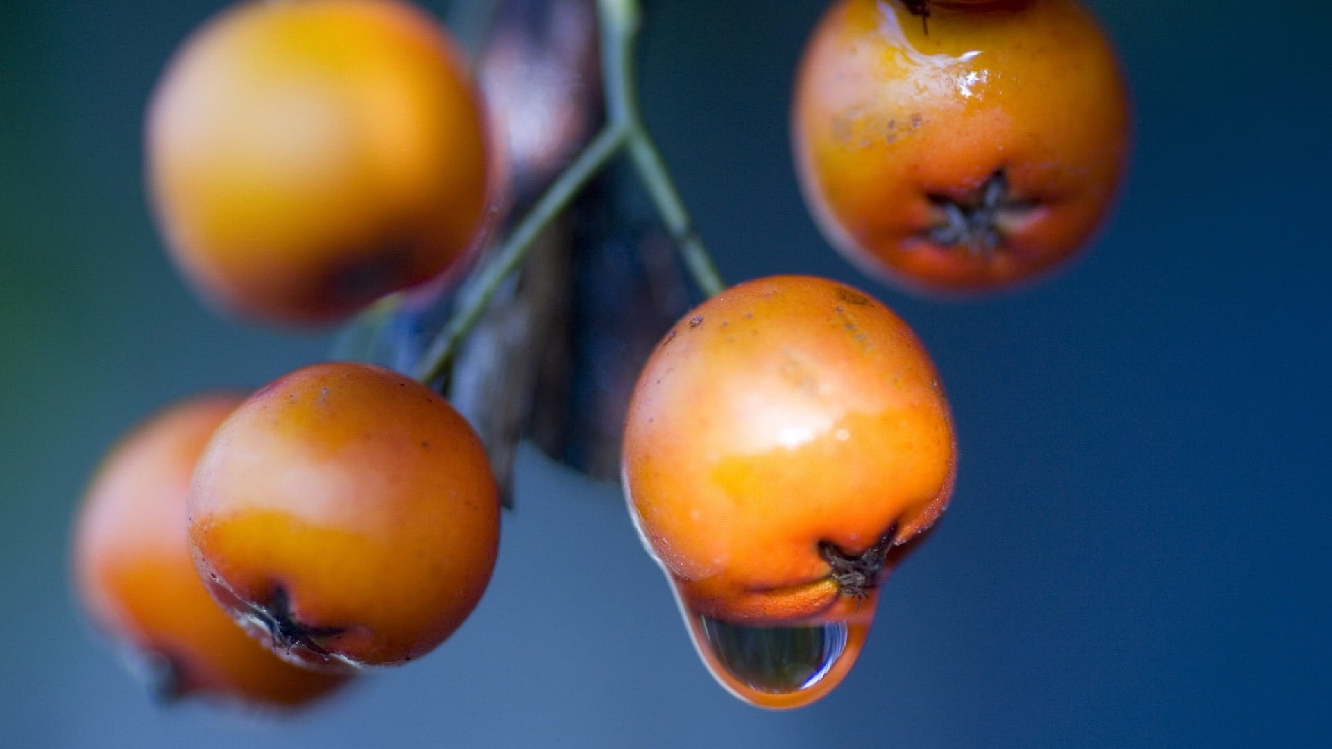 Macro photography, Lychee fruit, Vibrant red, Nature, 1920x1080 Full HD Desktop