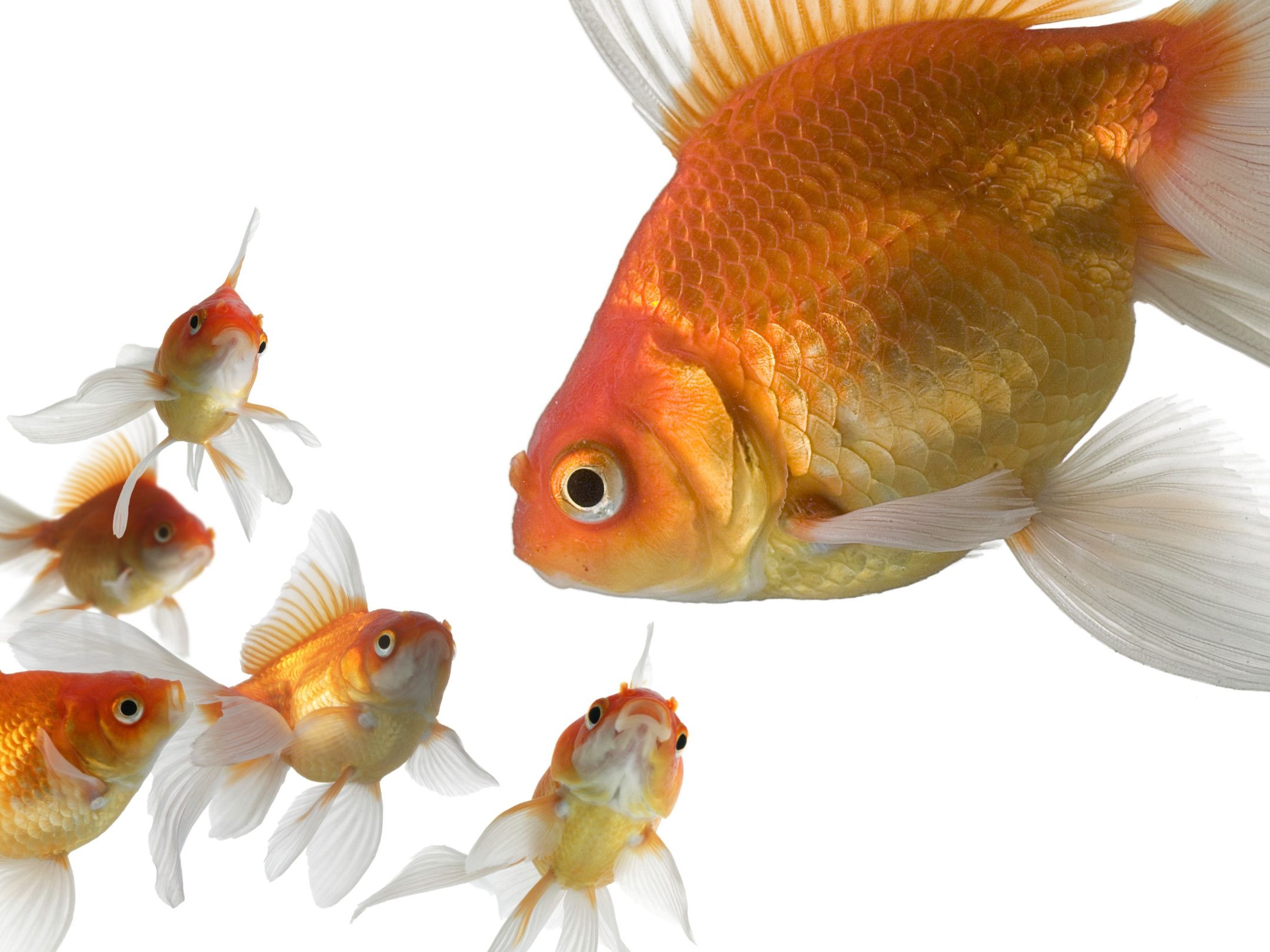 Goldfish, Beloved pets, Freshwater aquarium, Colorful aquatic life, 2160x1620 HD Desktop