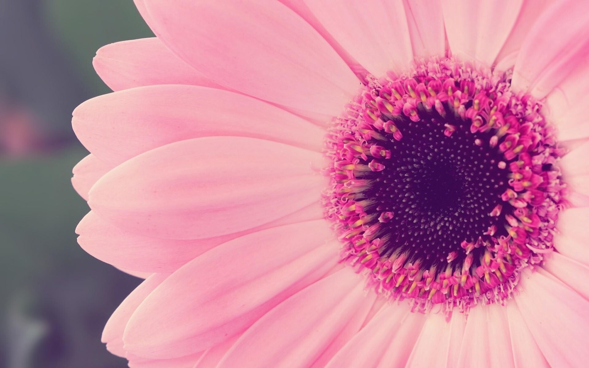 Gerbera, Girly Wallpaper, 1920x1200 HD Desktop