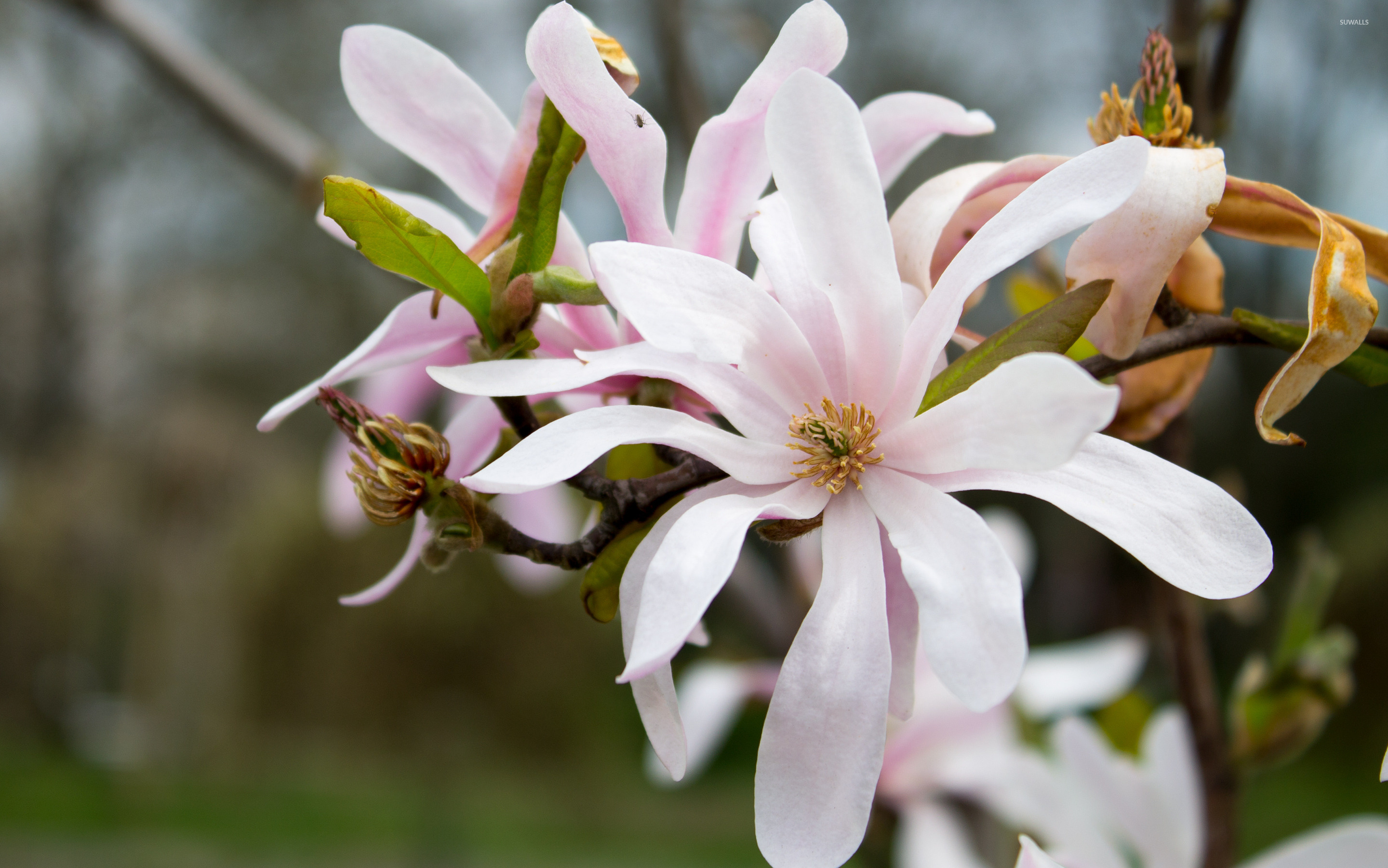 White magnolia, Flower wallpaper, 30439, 2880x1800 HD Desktop