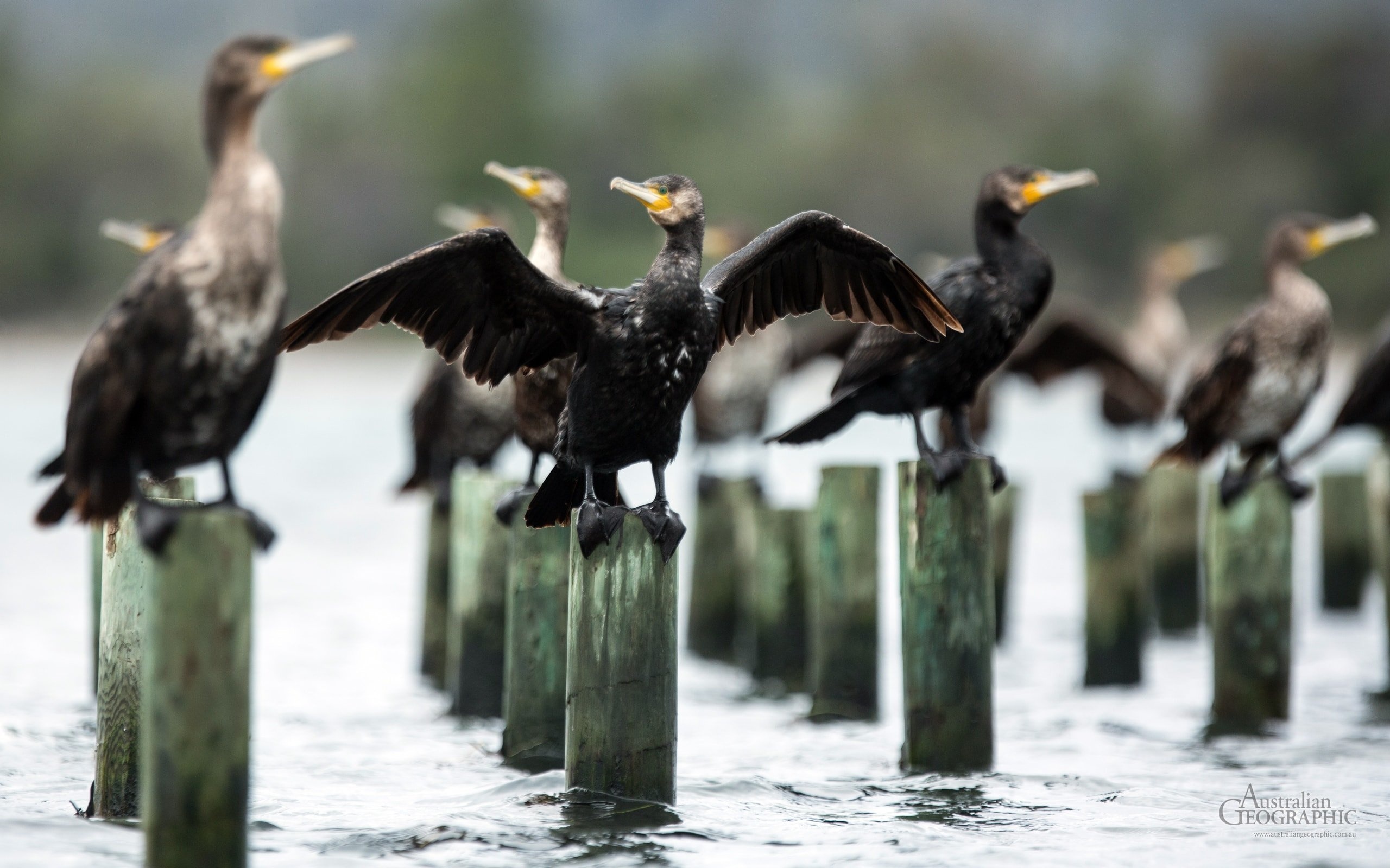 Cormorant in Tasmania, Avian charm, Natural habitat, Coastal beauty, 2560x1600 HD Desktop