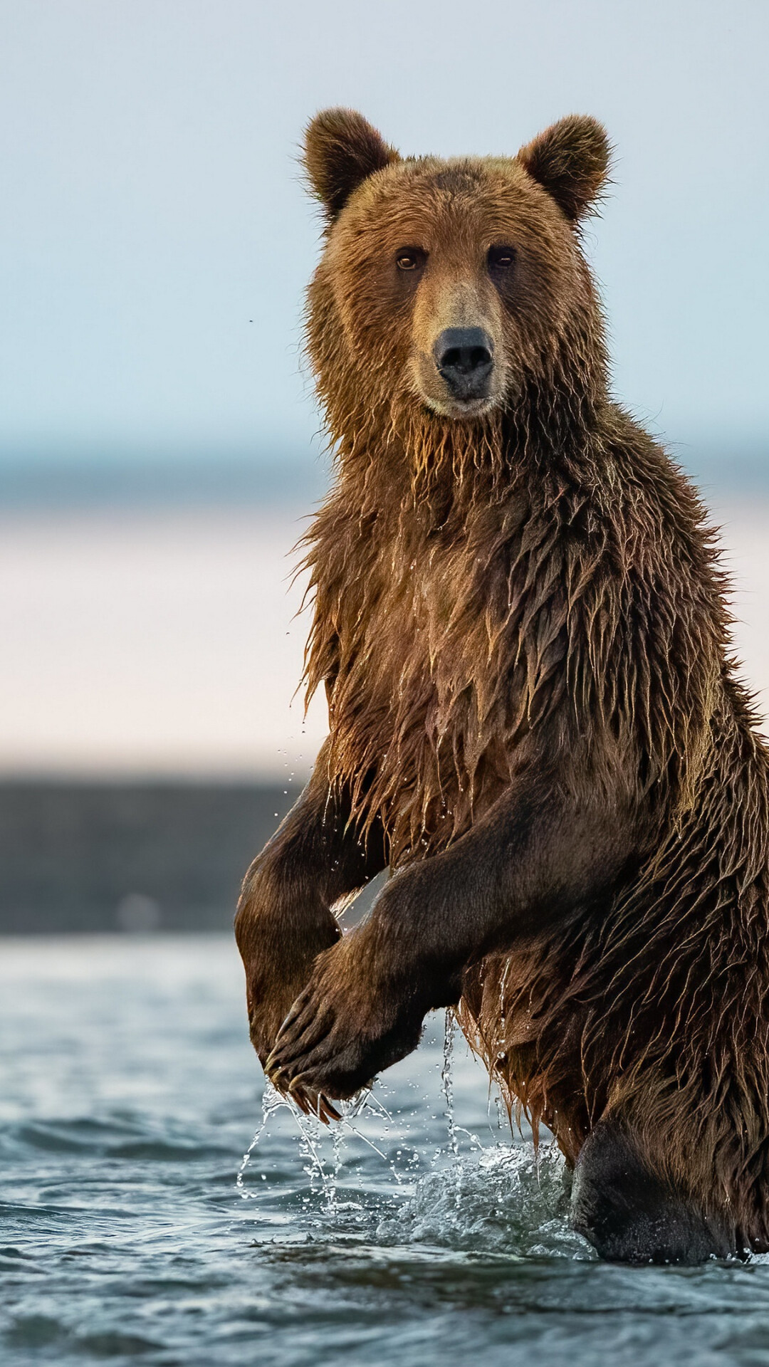 Bear, Fascinating wildlife, Wilderness explorer, Untamed nature, 1080x1920 Full HD Phone