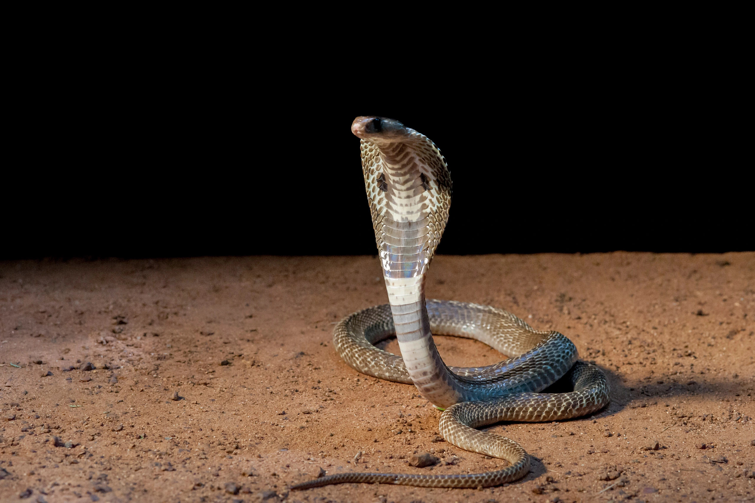 King Cobra, Crop images, Perfect resolution, Aspect ratio, 2560x1710 HD Desktop