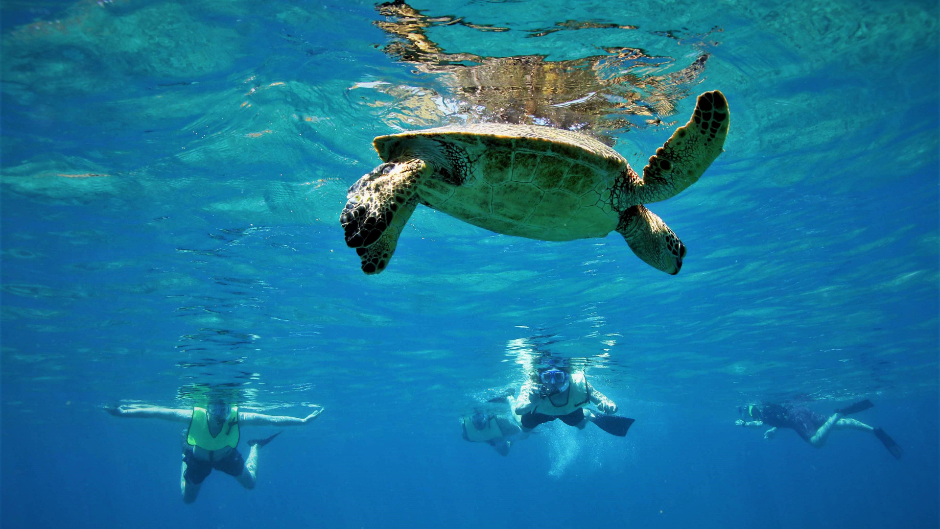 Snorkeling, Hawaiian Ocean Wallpaper, 1920x1080 Full HD Desktop