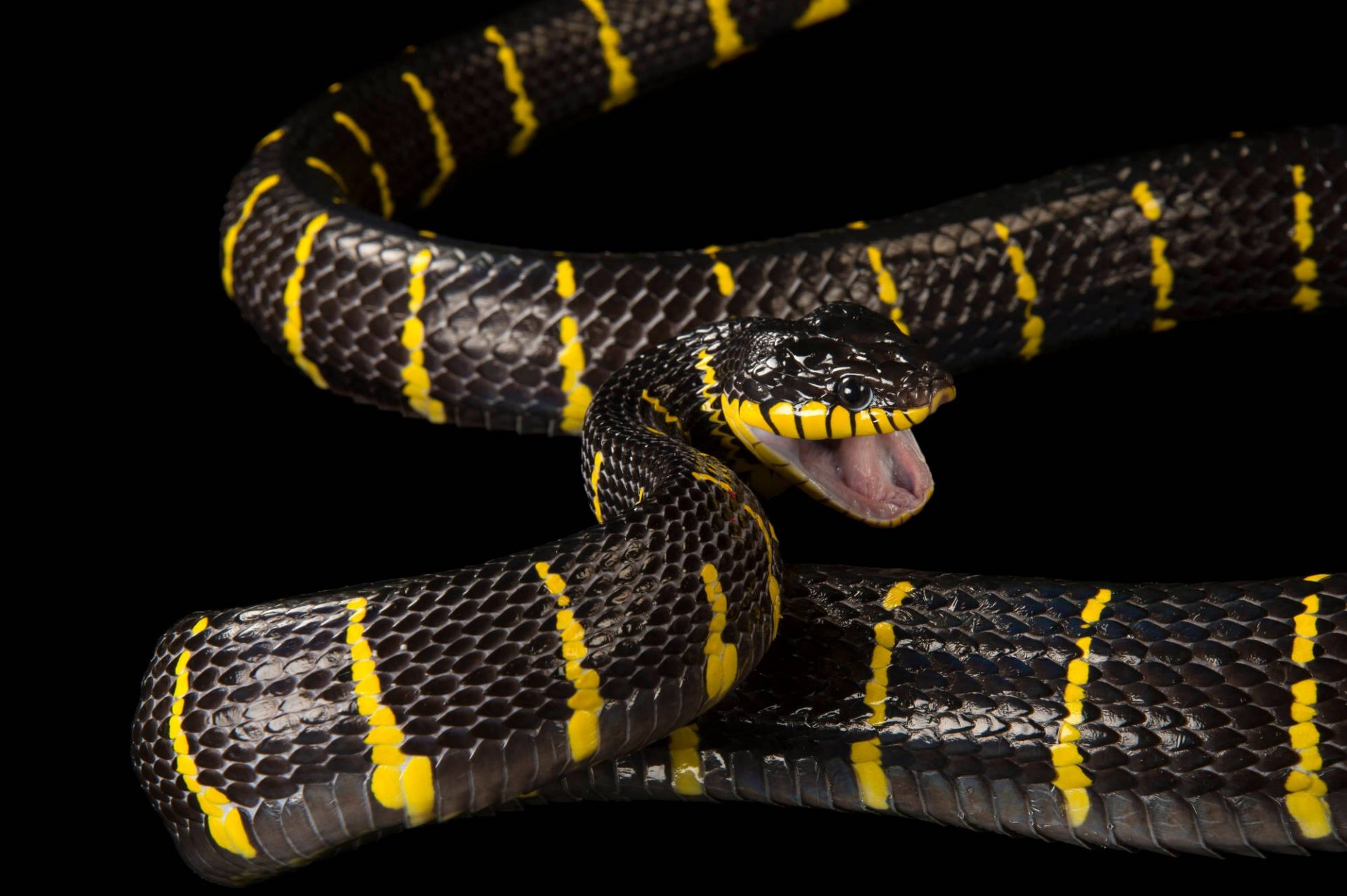 Boiga snake, Animals species, Joel Sartore, Wildlife photography, 1920x1280 HD Desktop