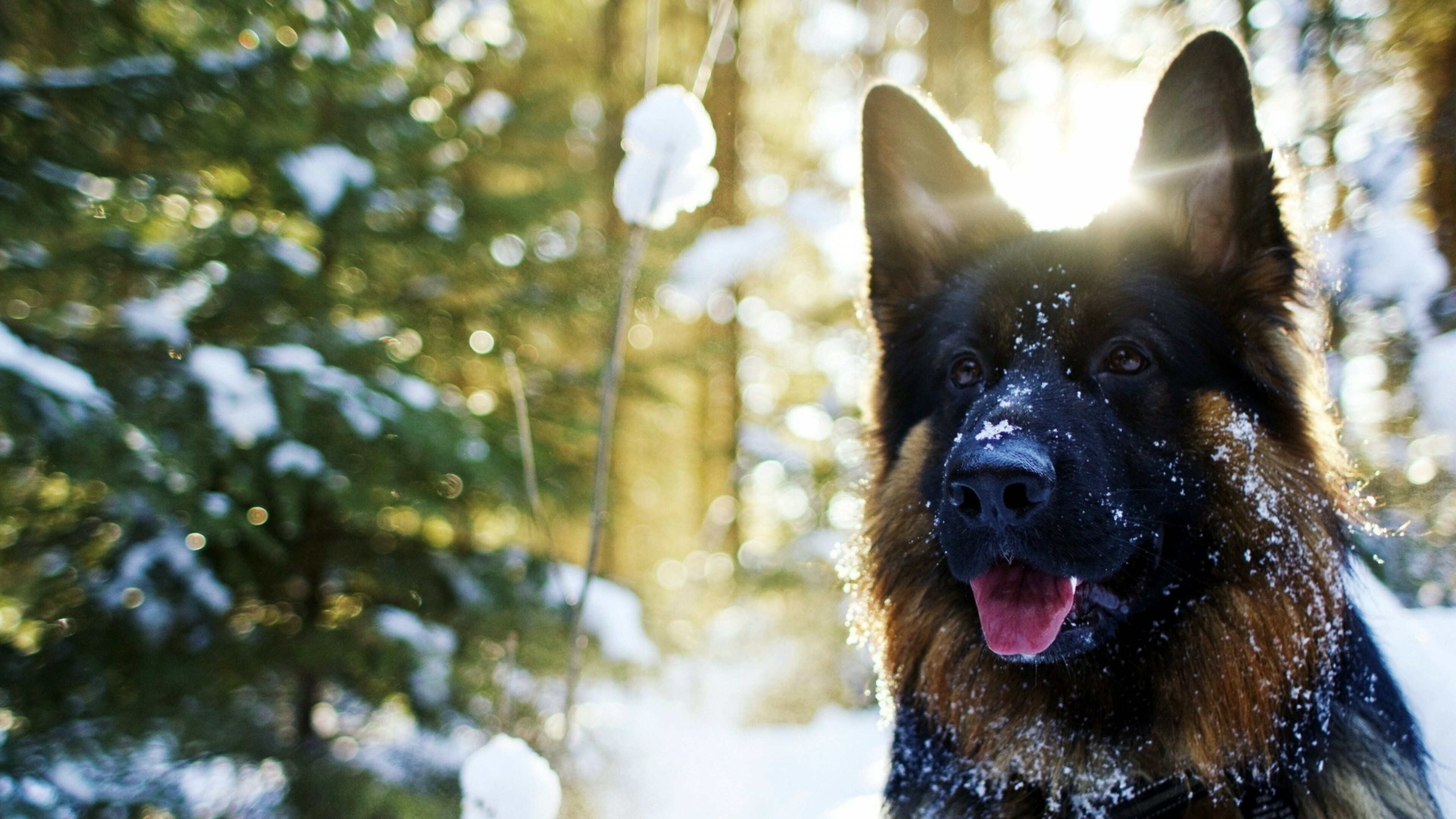 Snow, German Shepherds Wallpaper, 3840x2160 4K Desktop