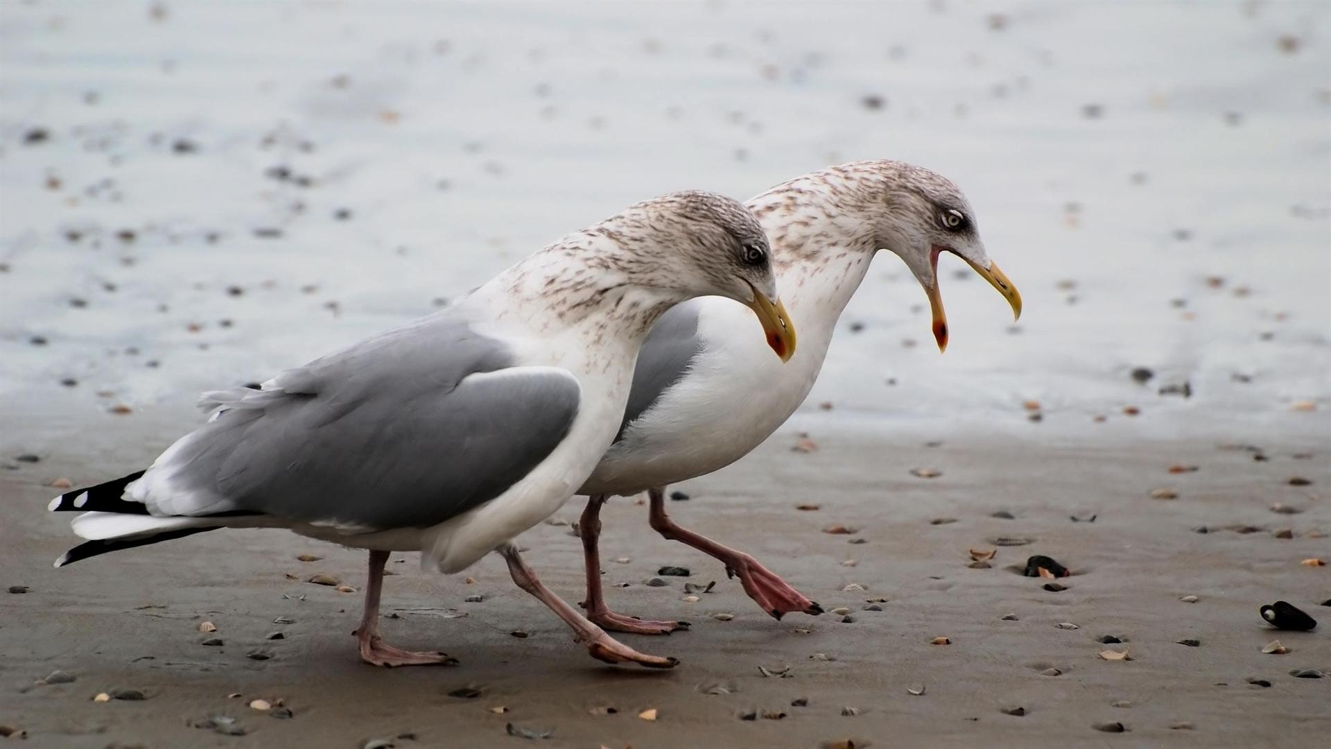 Animal wallpapers, Seagull pictures, Mesmerizing visuals, Nature's grace, 1920x1080 Full HD Desktop