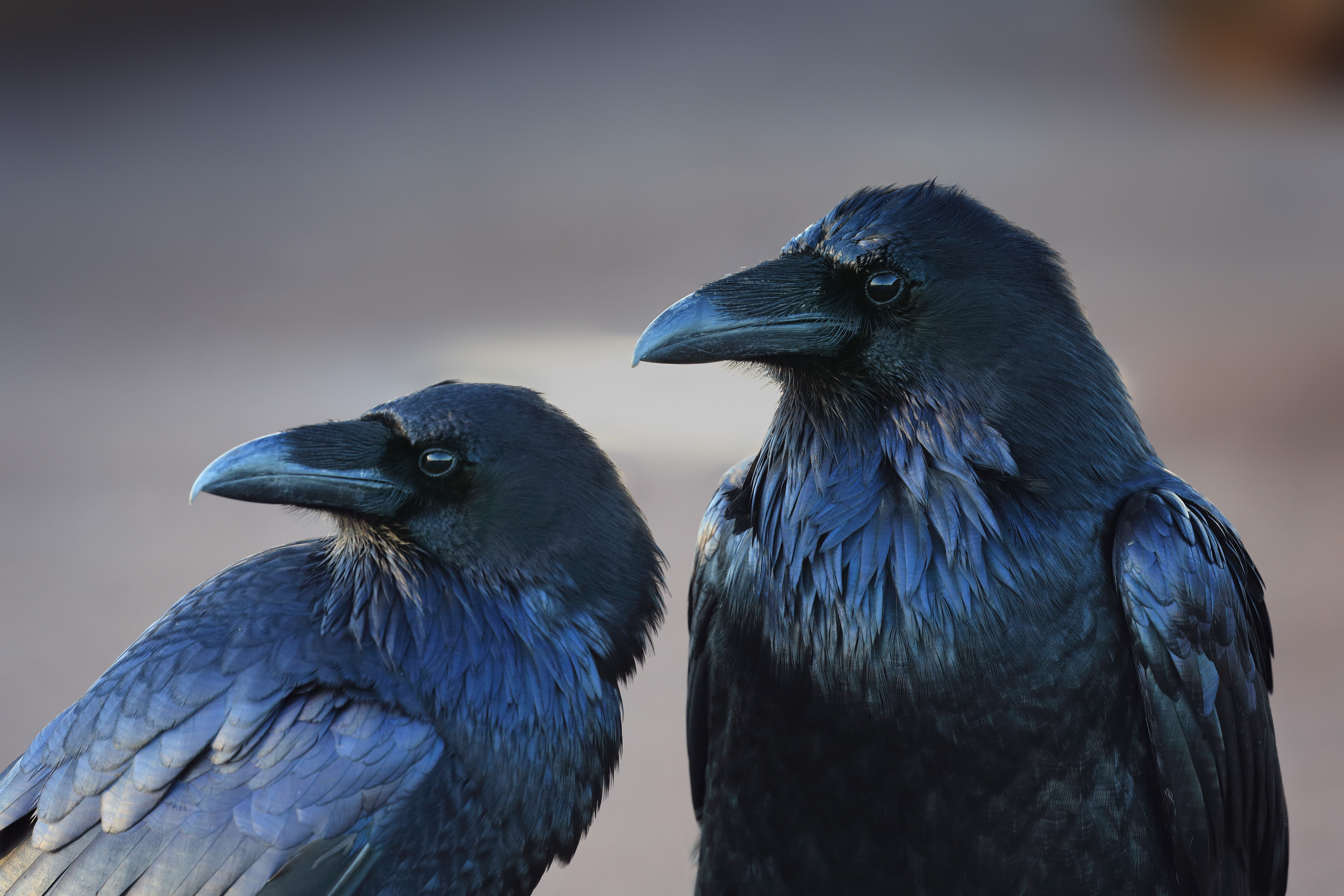 Couple, Crows Wallpaper, 3000x2000 HD Desktop